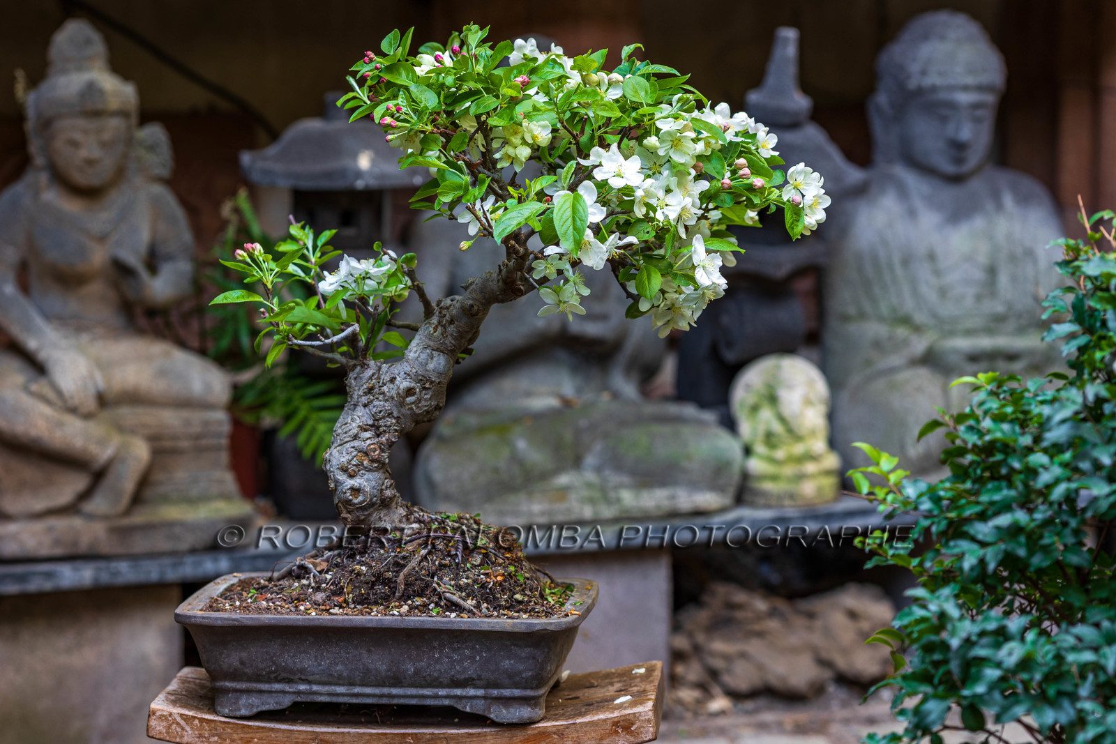 Bonsai