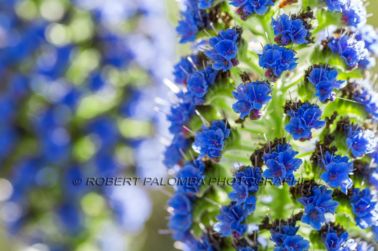 Flore Méditerranéenne