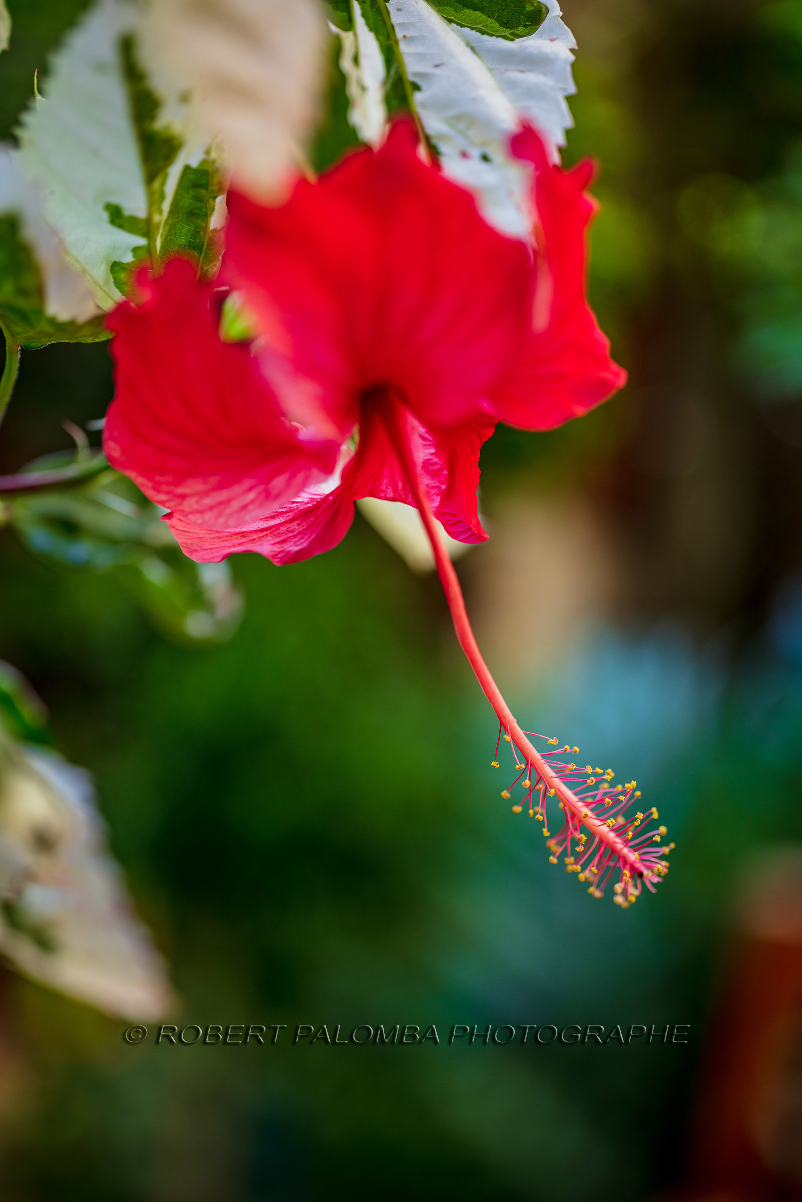 Flore