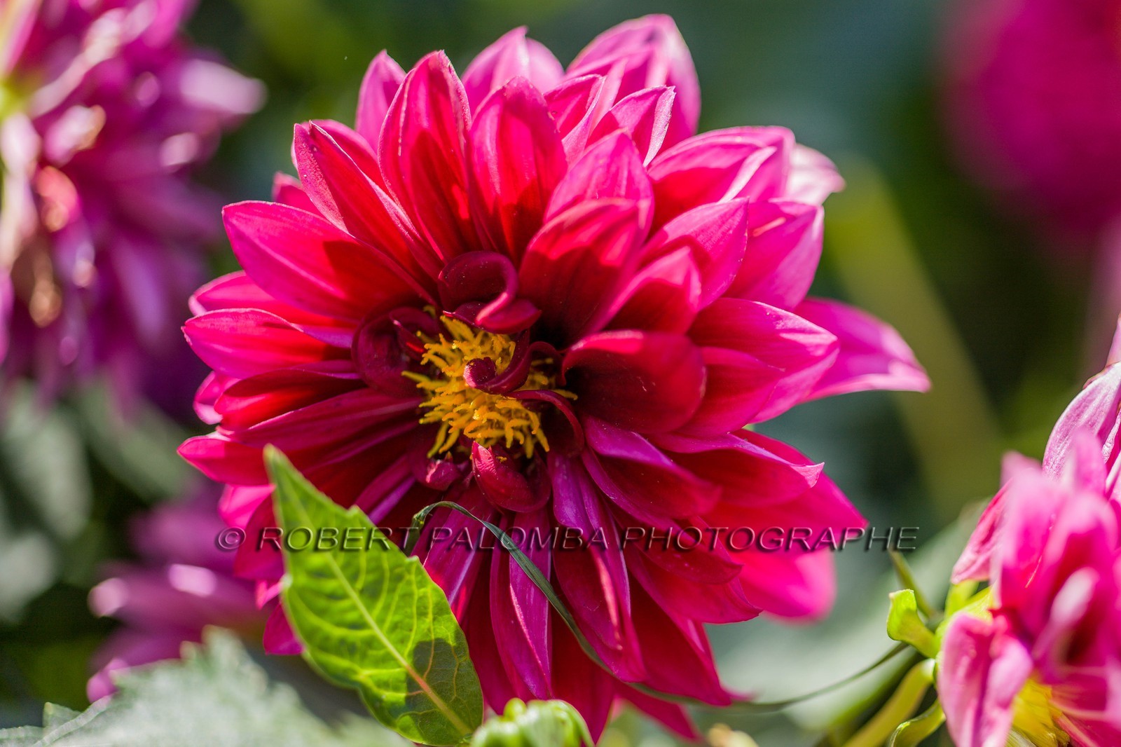 Flore Méditerranéenne