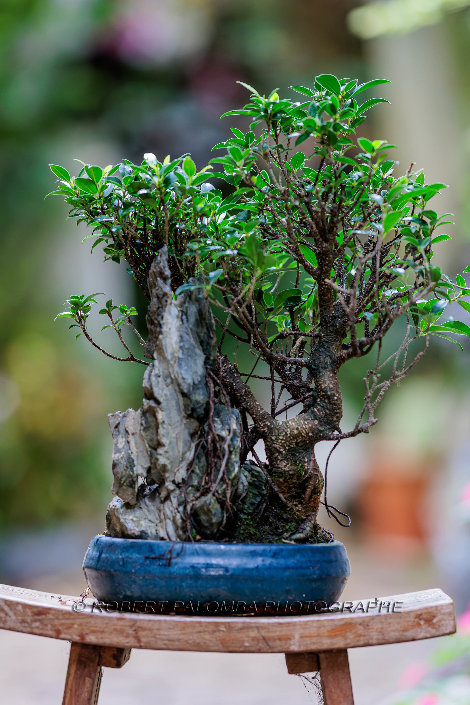 Bonsai