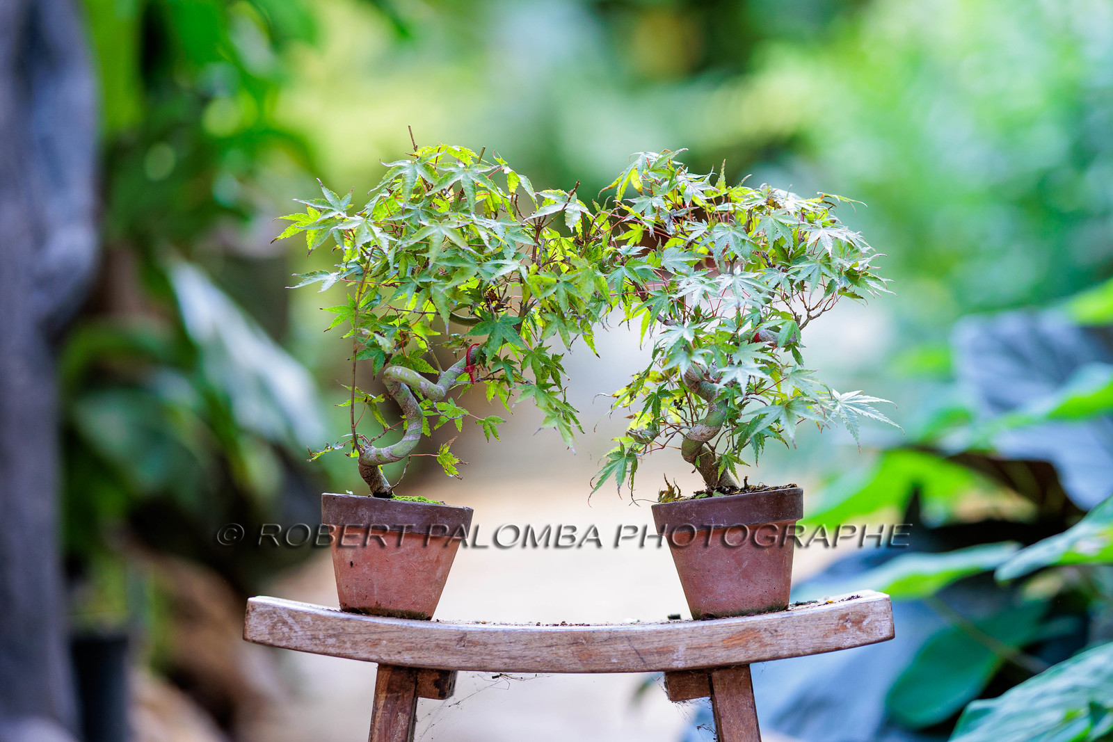 Bonsai Center