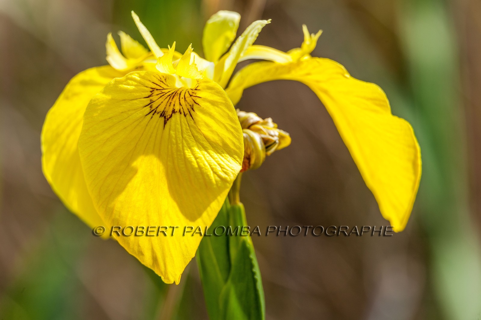 Iris Jaune, Iris pseudacorus Iris Jaune, Iris pseudacorus