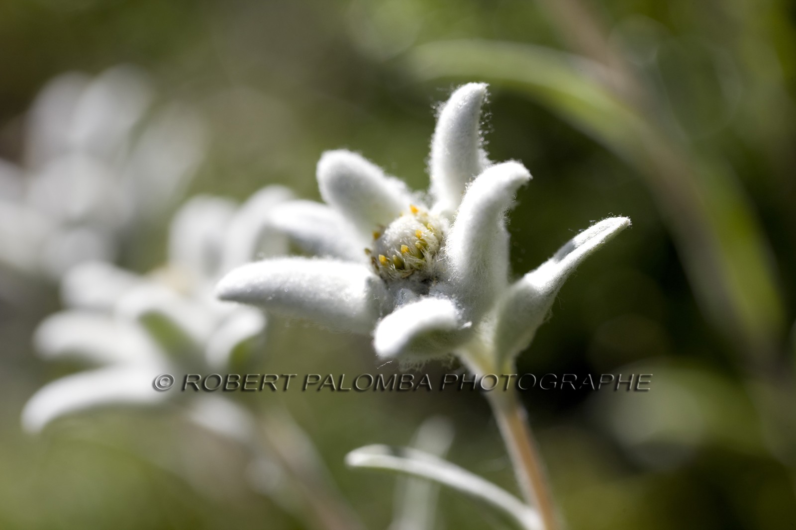 Edelweiss, Leontopodium alpinum.