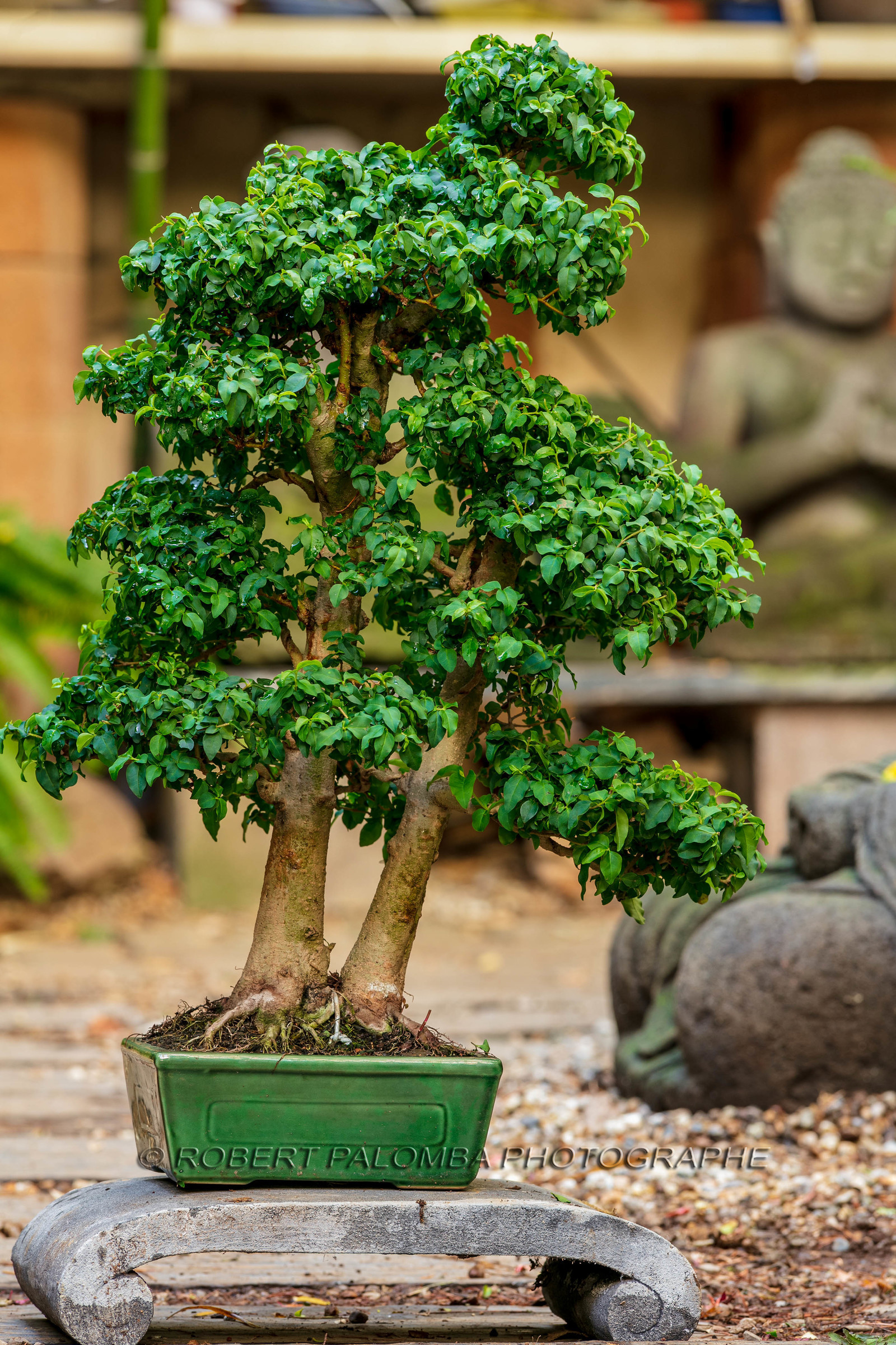 Bonsai