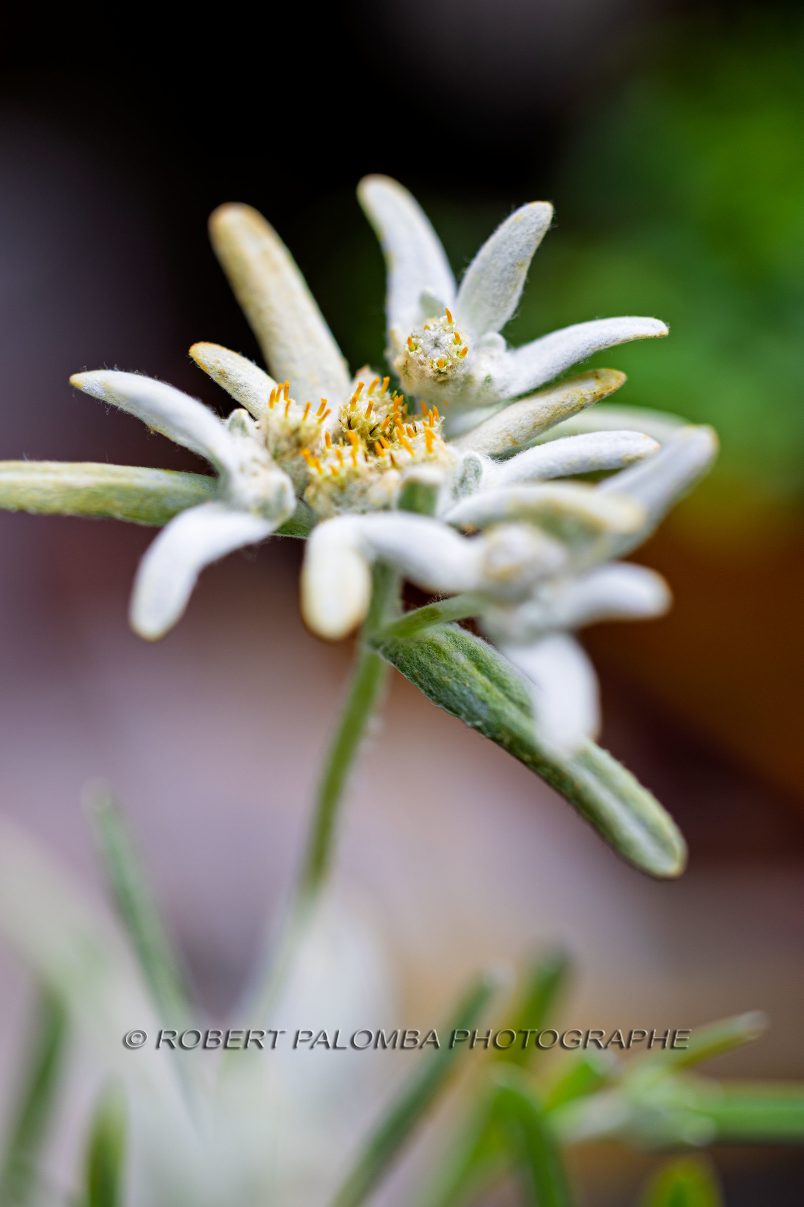 Edelweiss