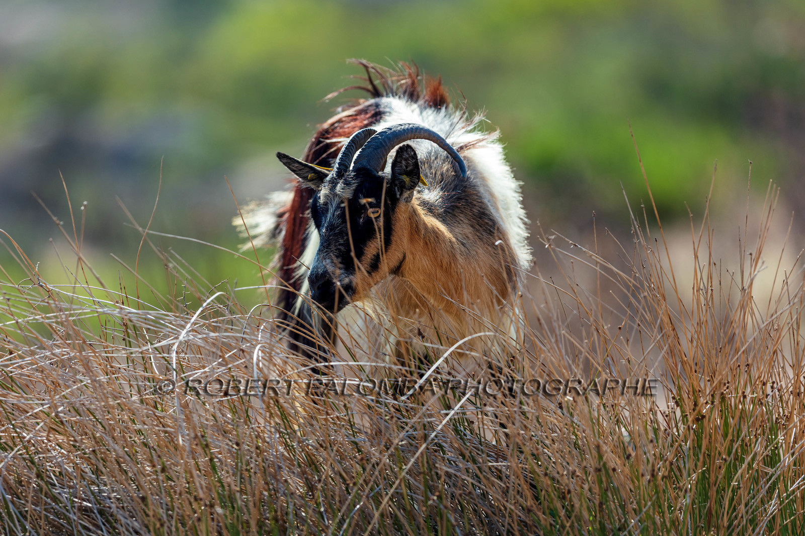 Faune corse