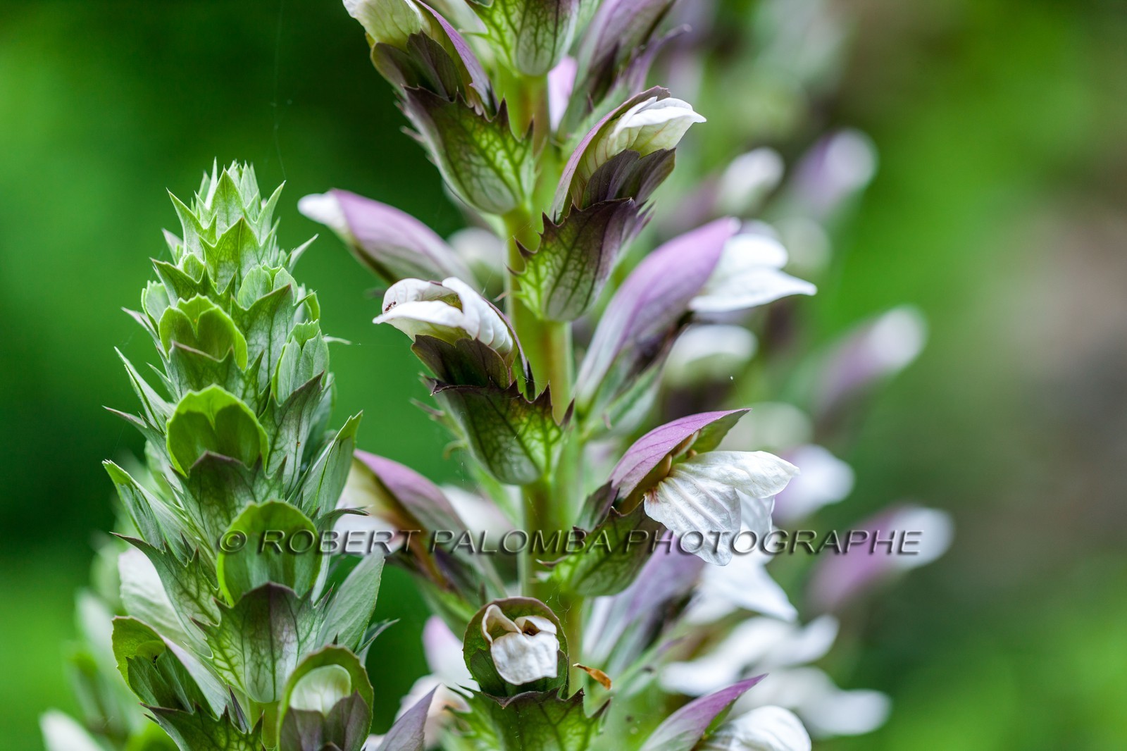 Flore Méditerranéenne Flore Méditerranéenne