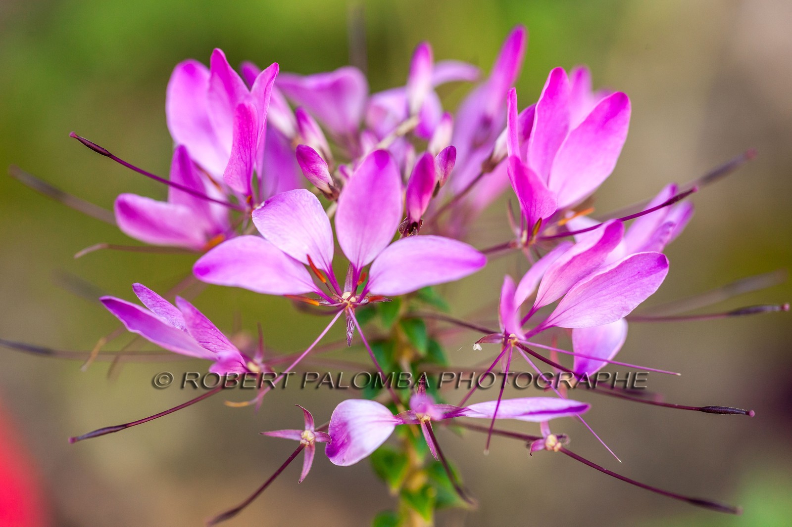 Flore Méditerranéenne Flore Méditerranéenne