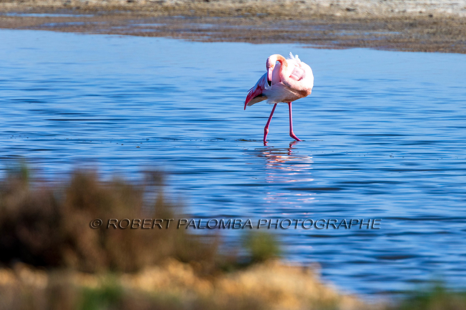 Flamant rose