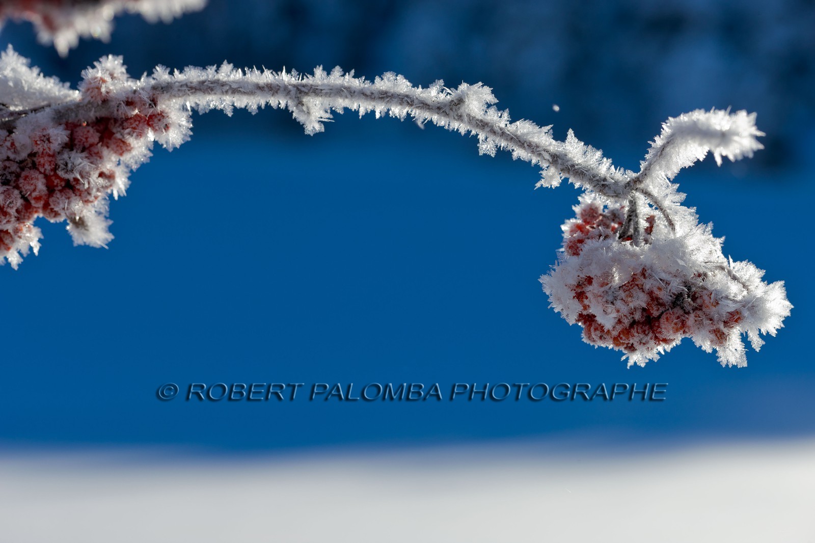 Cristaux de neige