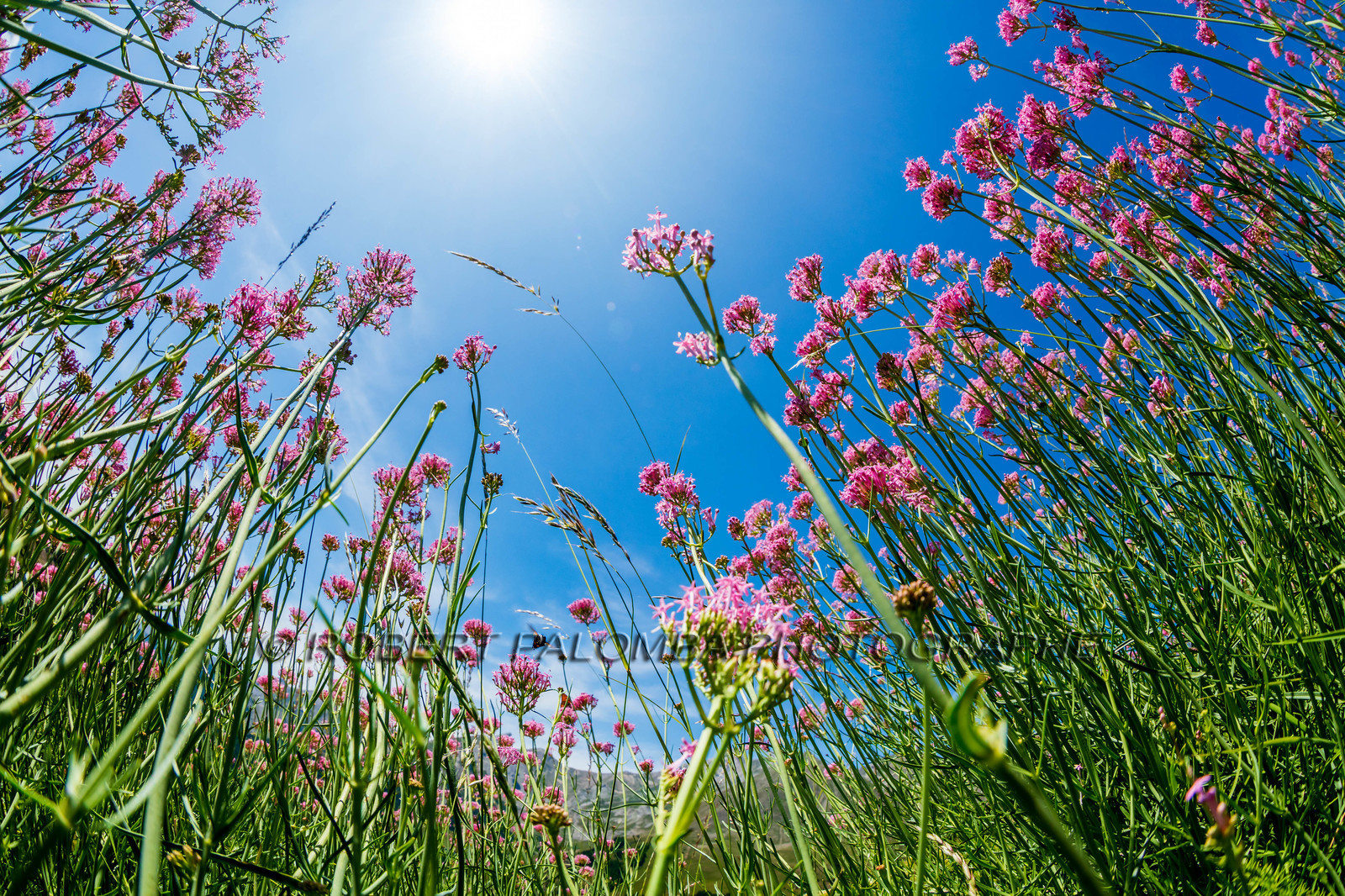 Alpes-de-Haute-Provence (04) Val d'Allos