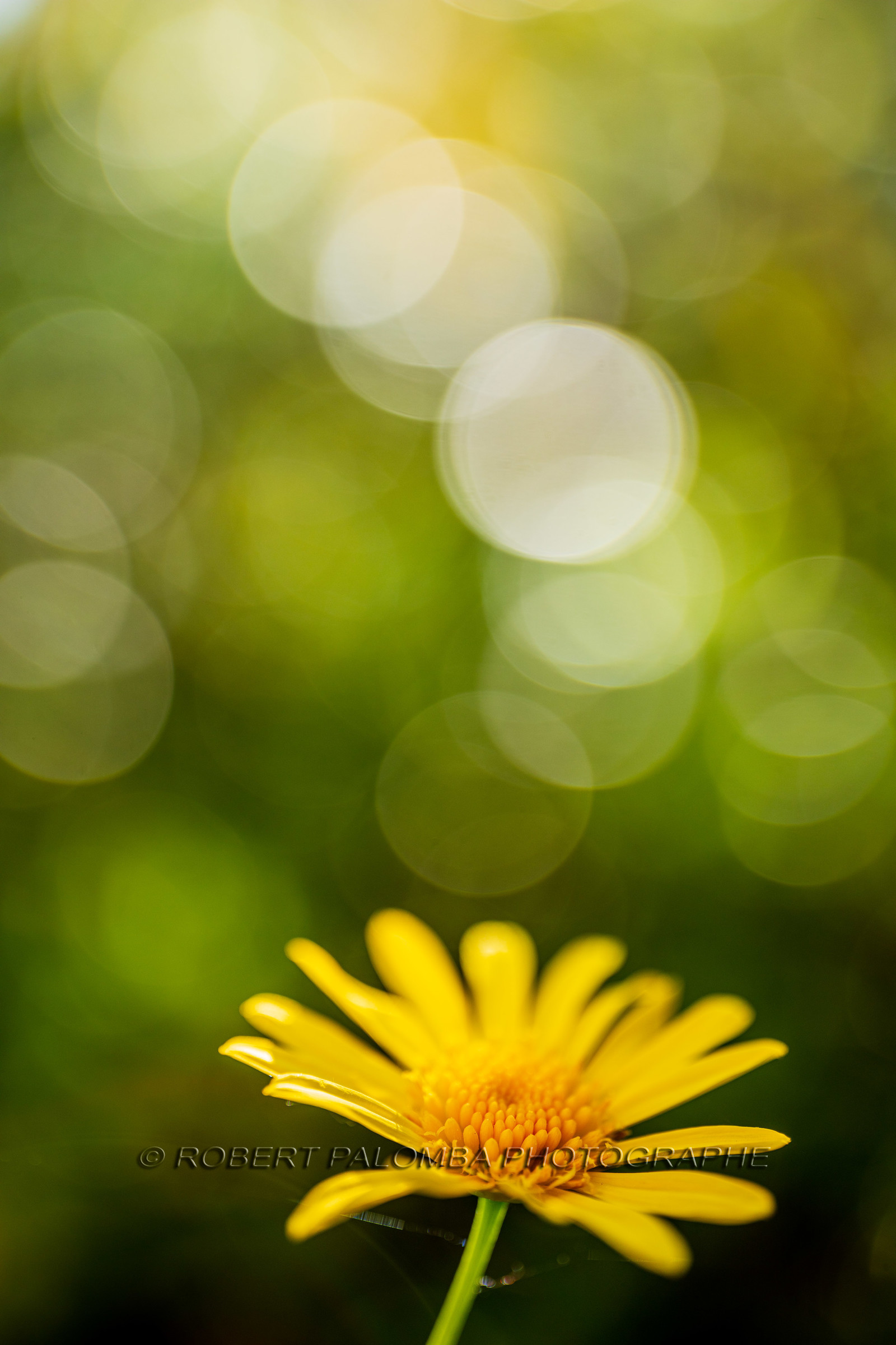 Flore méditerranéenne