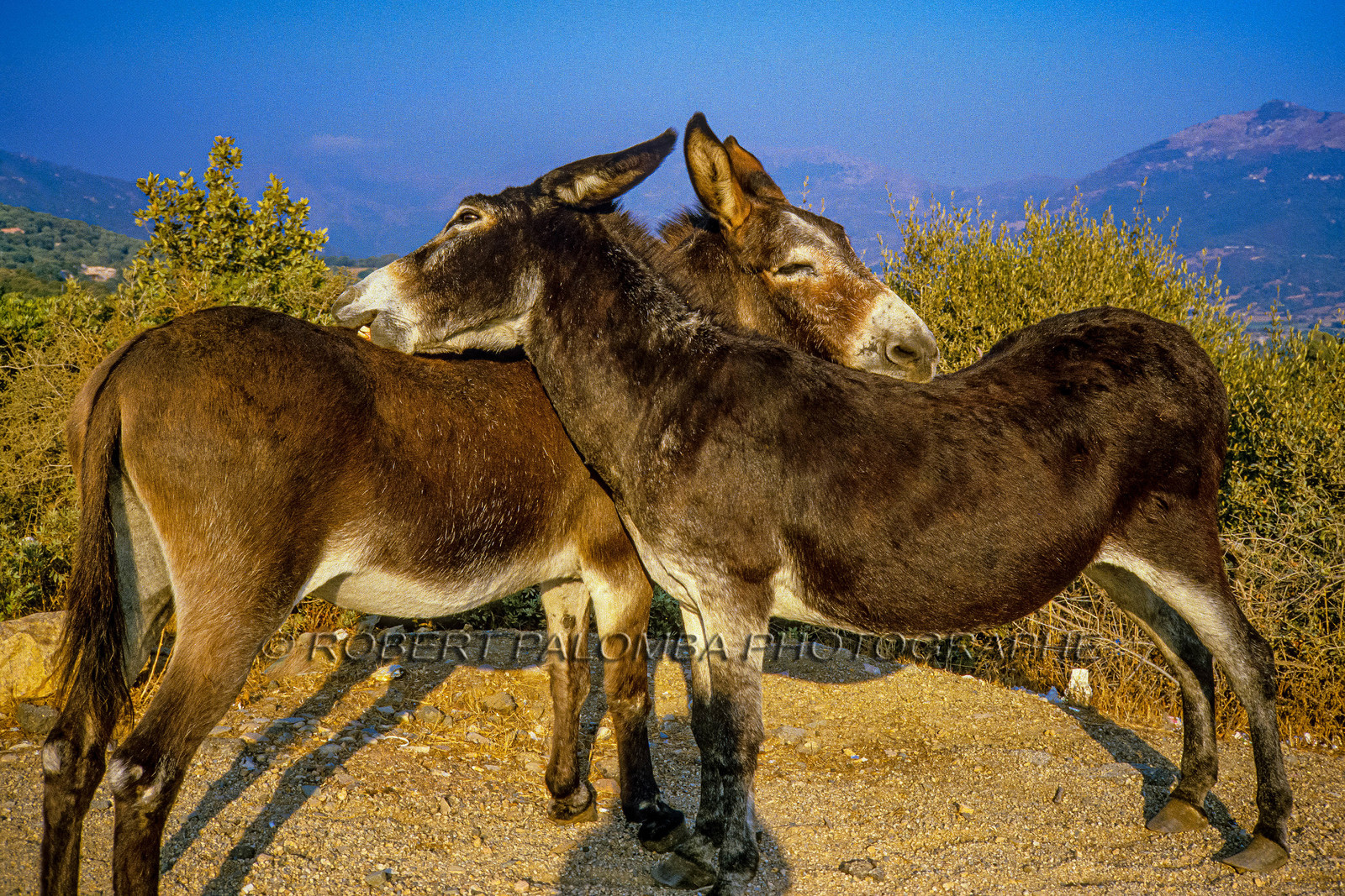 Faune corse