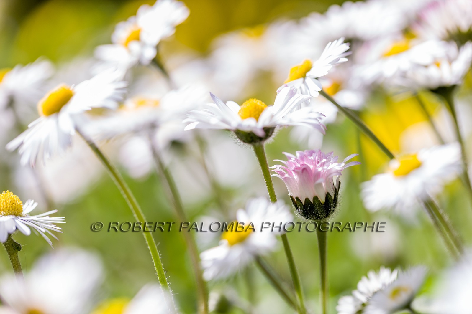 Marguerite, Leucanthemum vulgare Marguerite, Leucanthemum vulgare