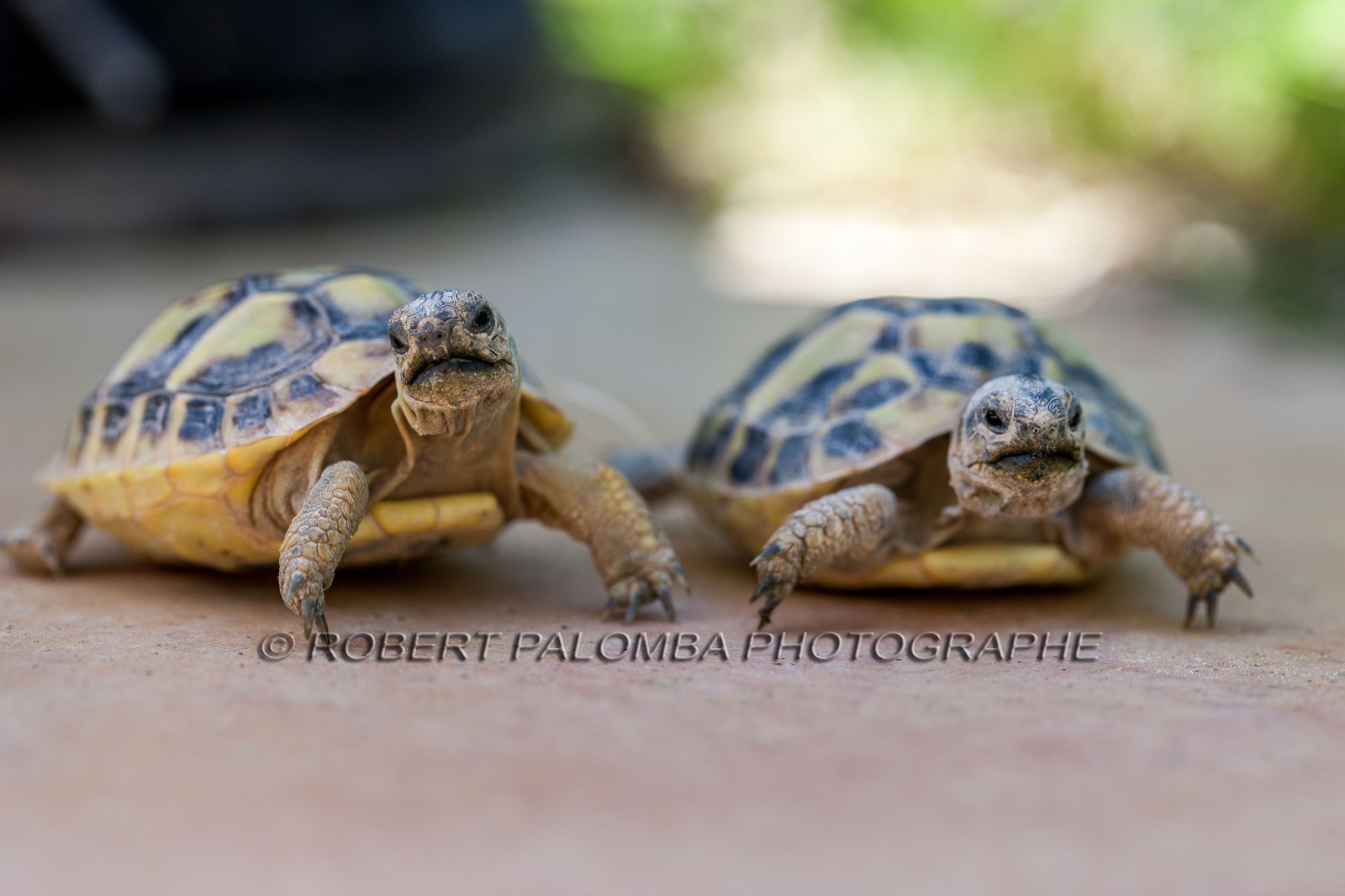 Tortue d'Hermann,Testudo hermanni