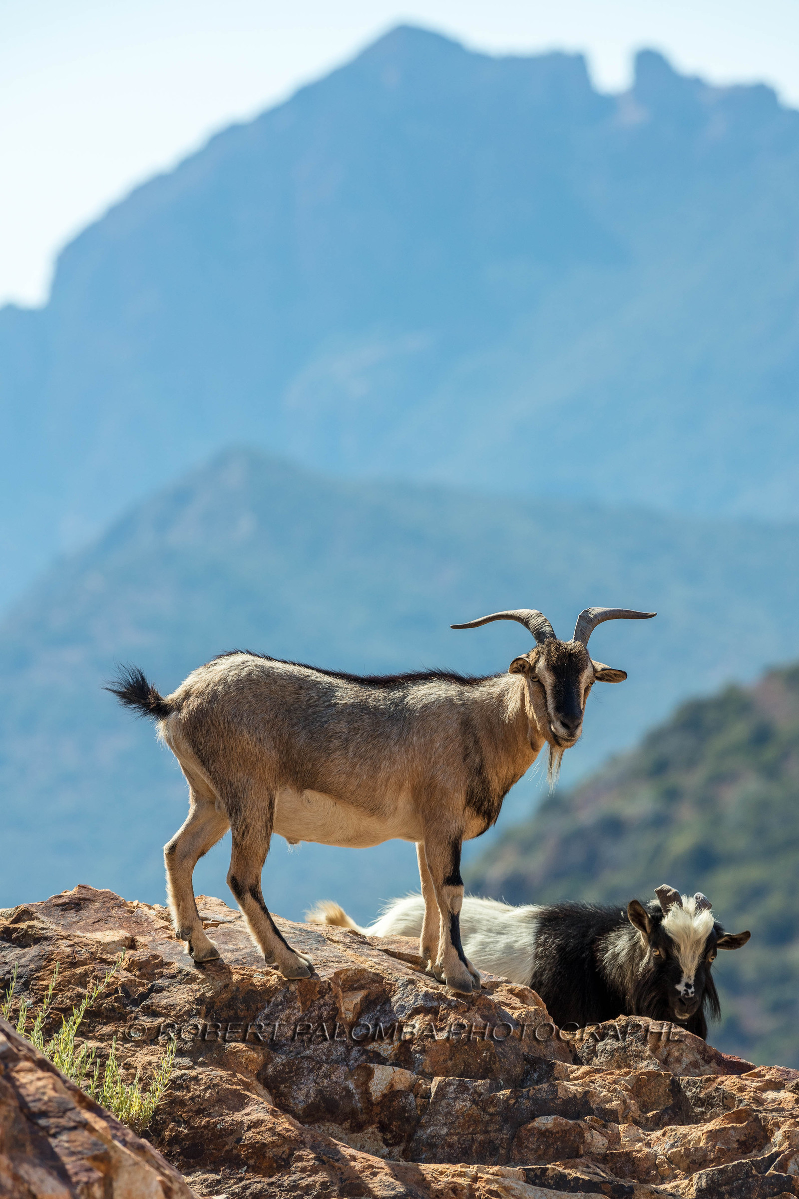 Chèvre corse