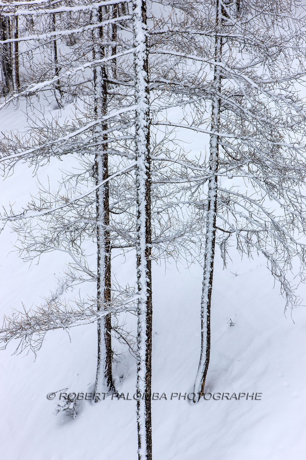 Auron