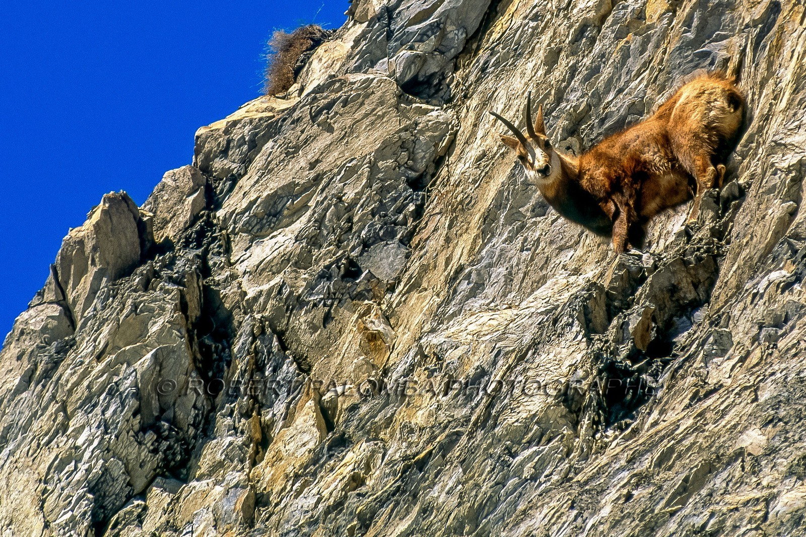 Chamois