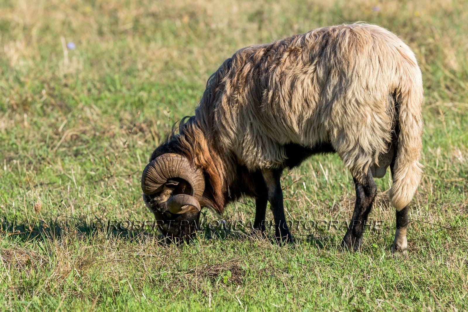 Faune corse