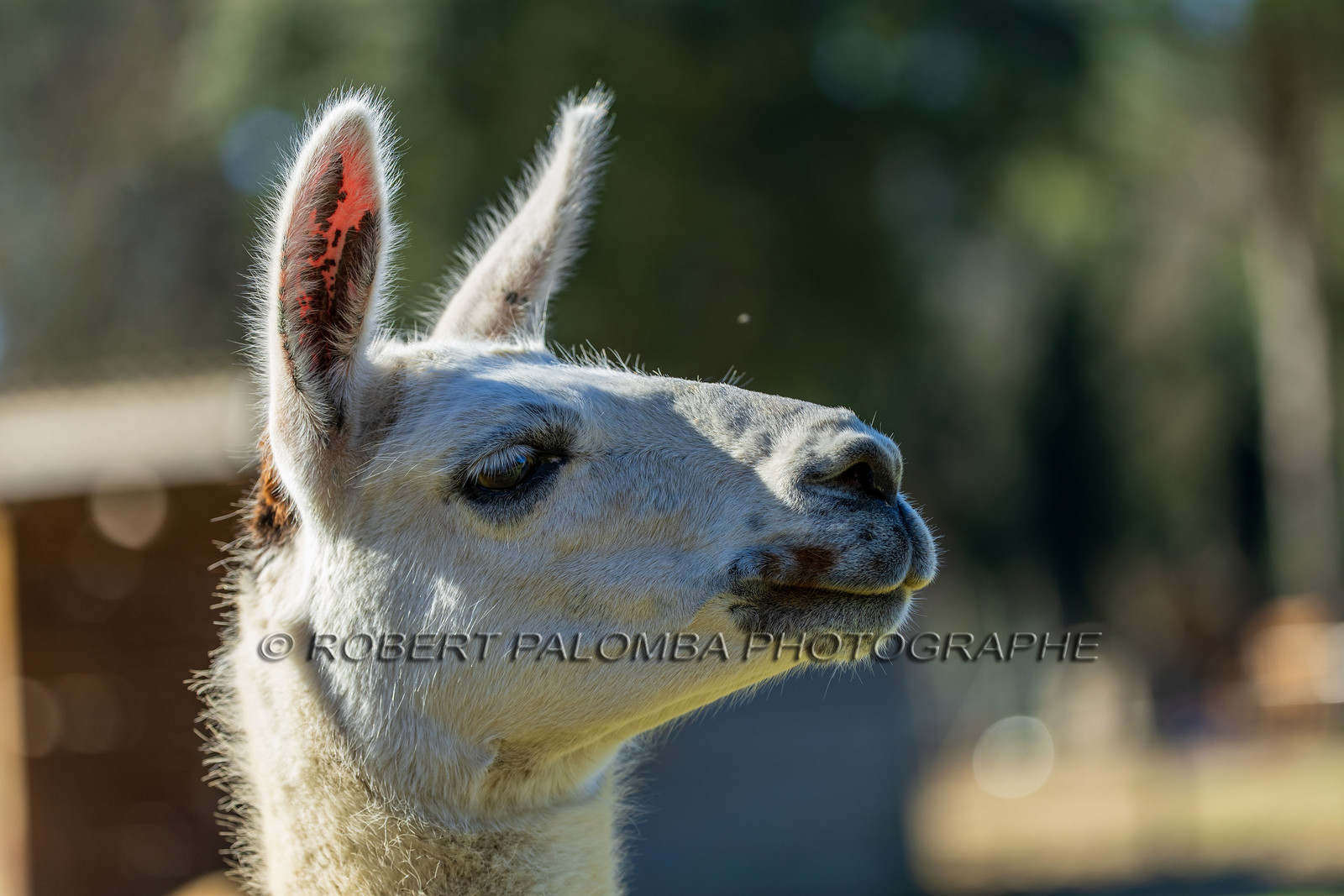 Lama