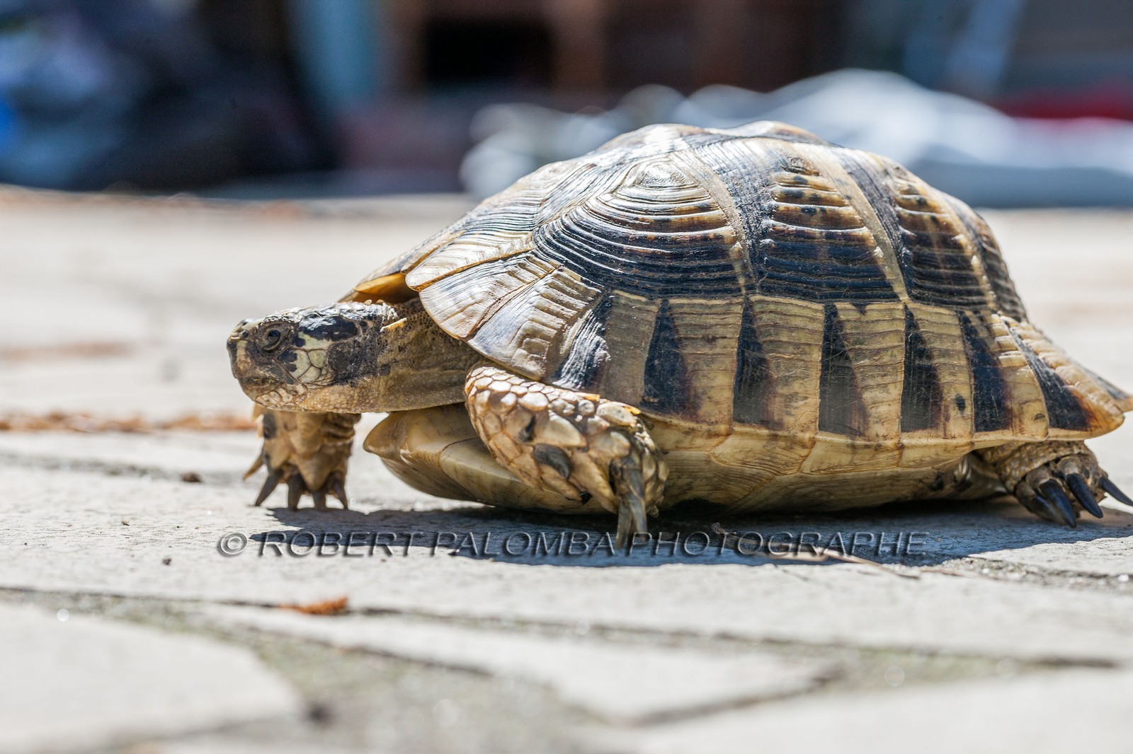 Tortue d'Hermann,Testudo hermanni Tortue d'Hermann,Testudo hermanni
