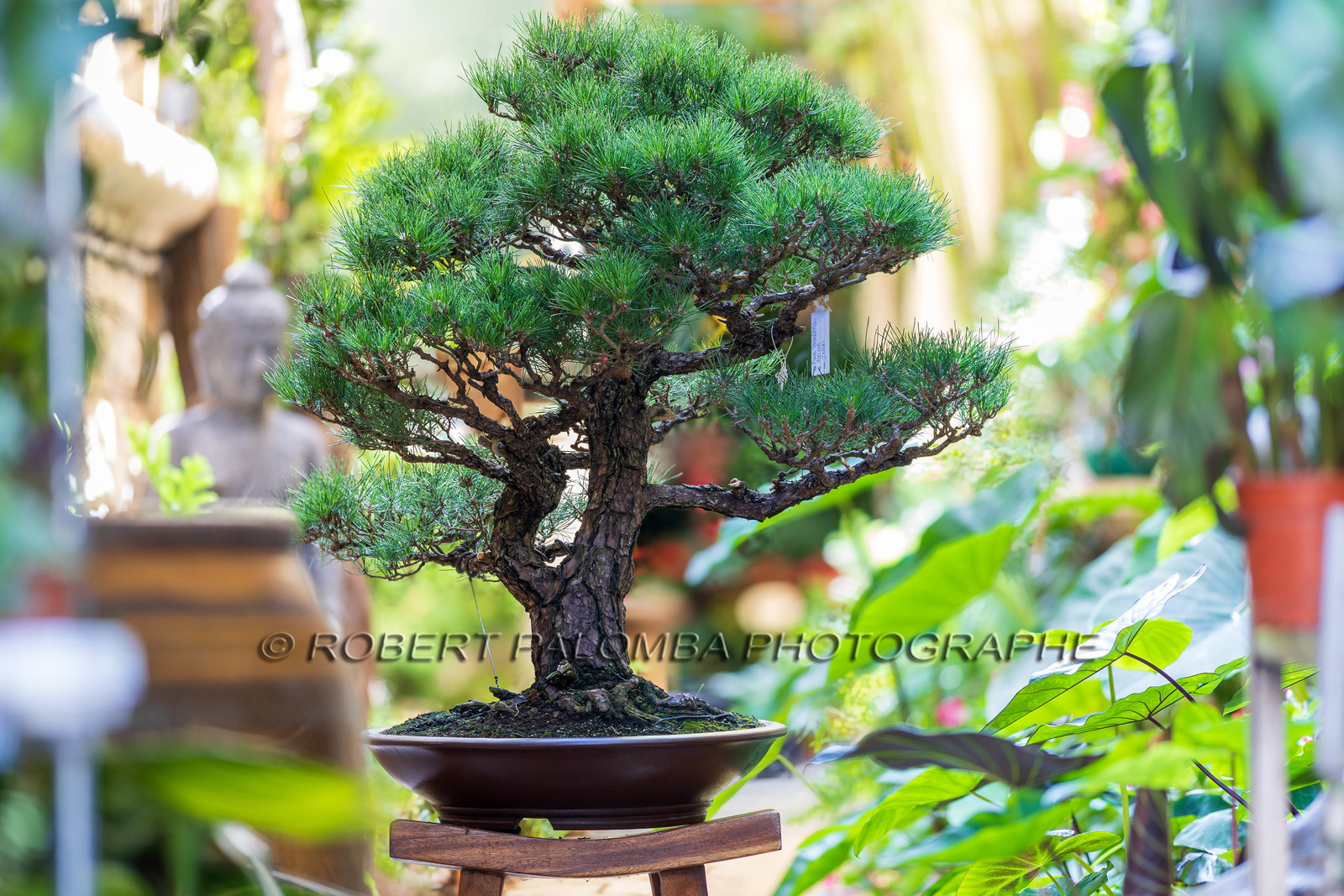 Bonsai Center