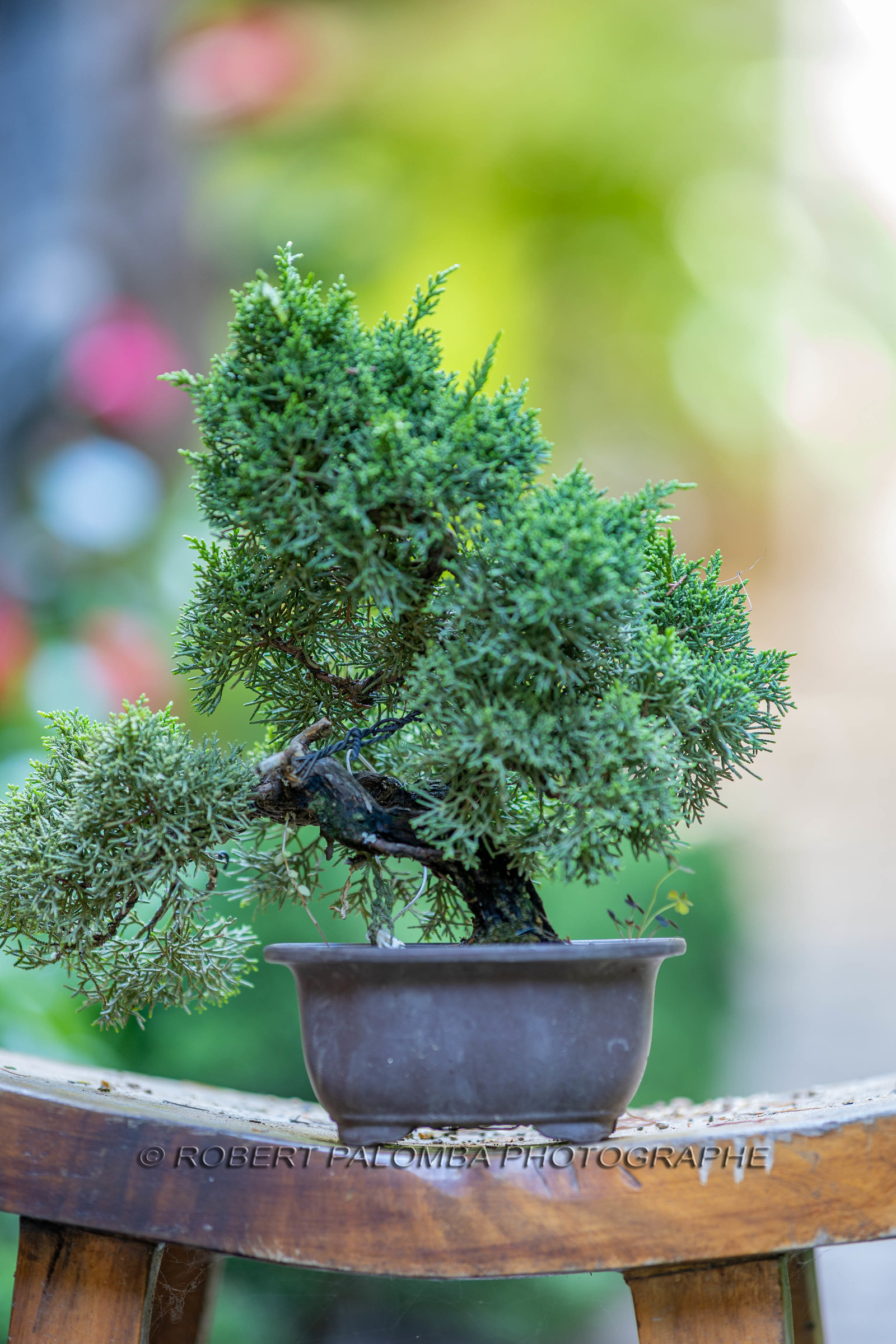 Bonsai