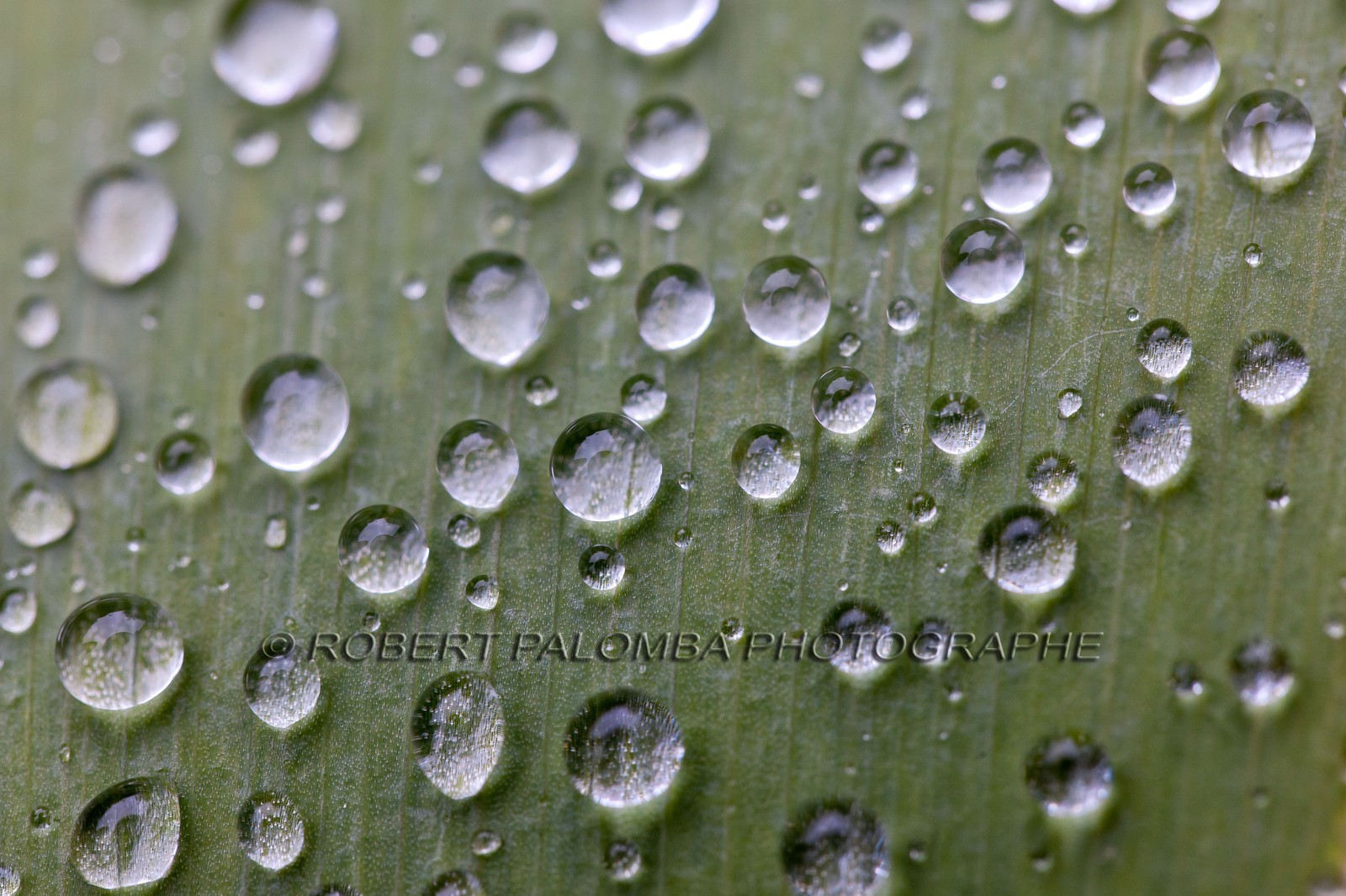 Iris, Iris haynei Iris, Iris haynei