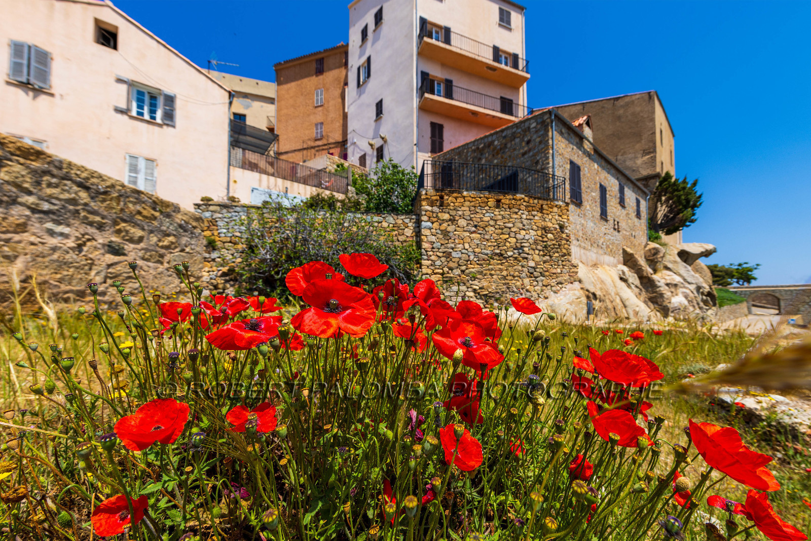 Calvi