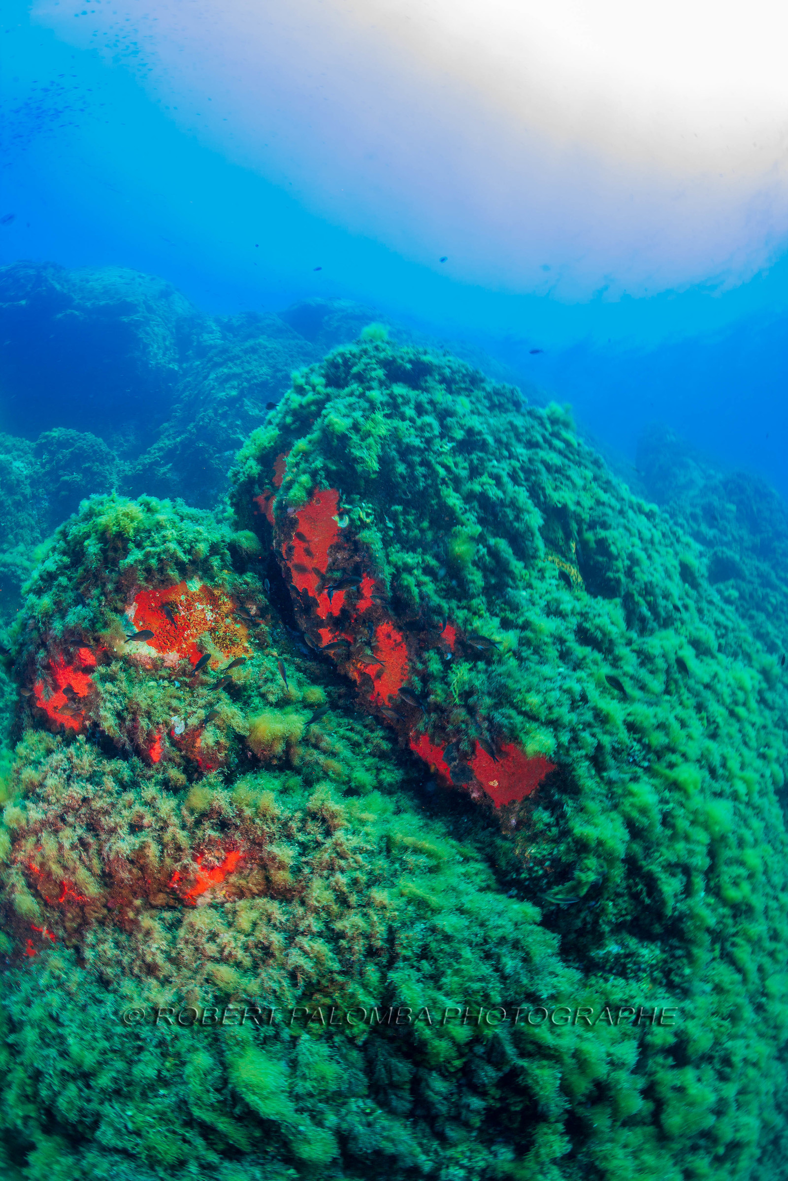 Plongée-sous-marine