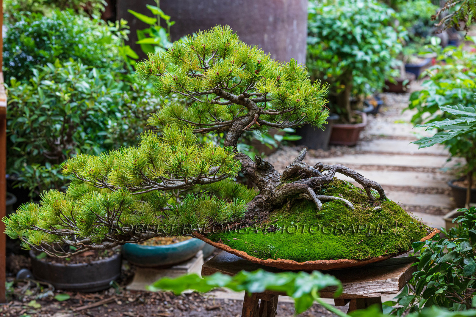 Bonsai