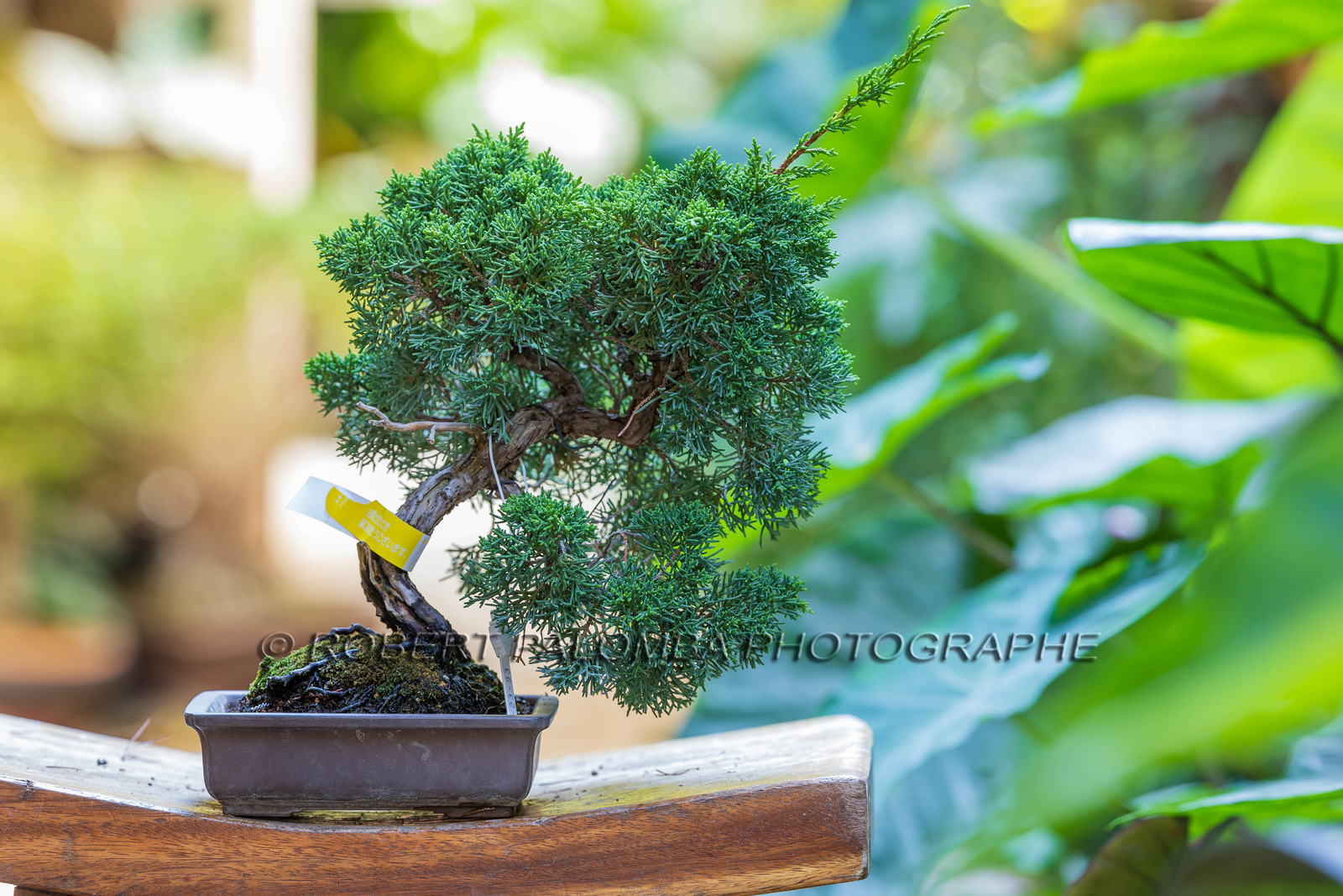 Alpes-Maritimes (06) Nice, Bonsaï,