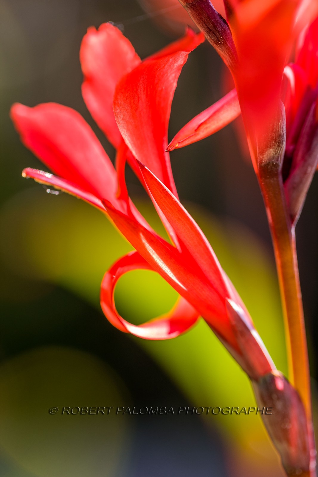 Canna indica,  La Conflore