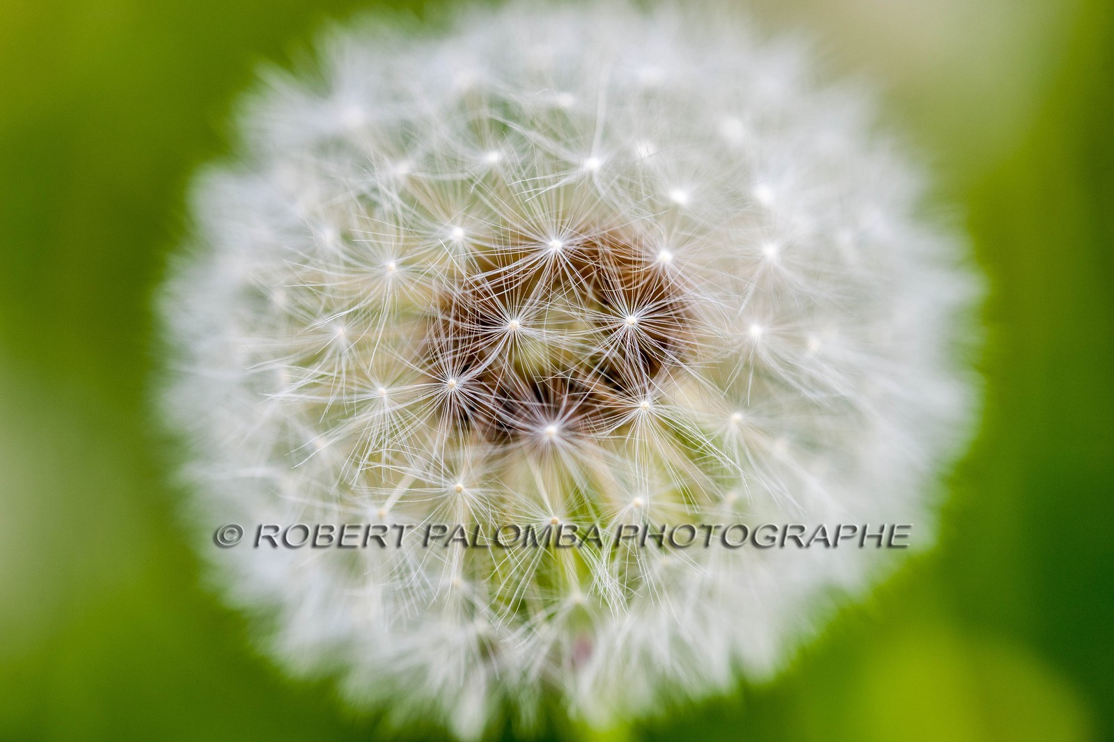 Pissenlit dit Taraxacum Pissenlit dit Taraxacum