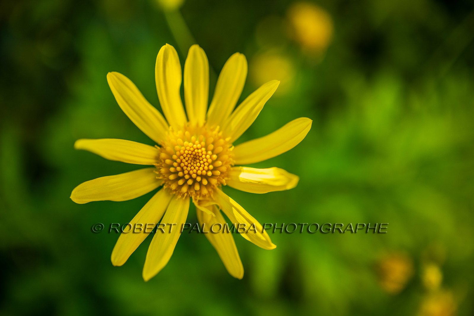 Flore