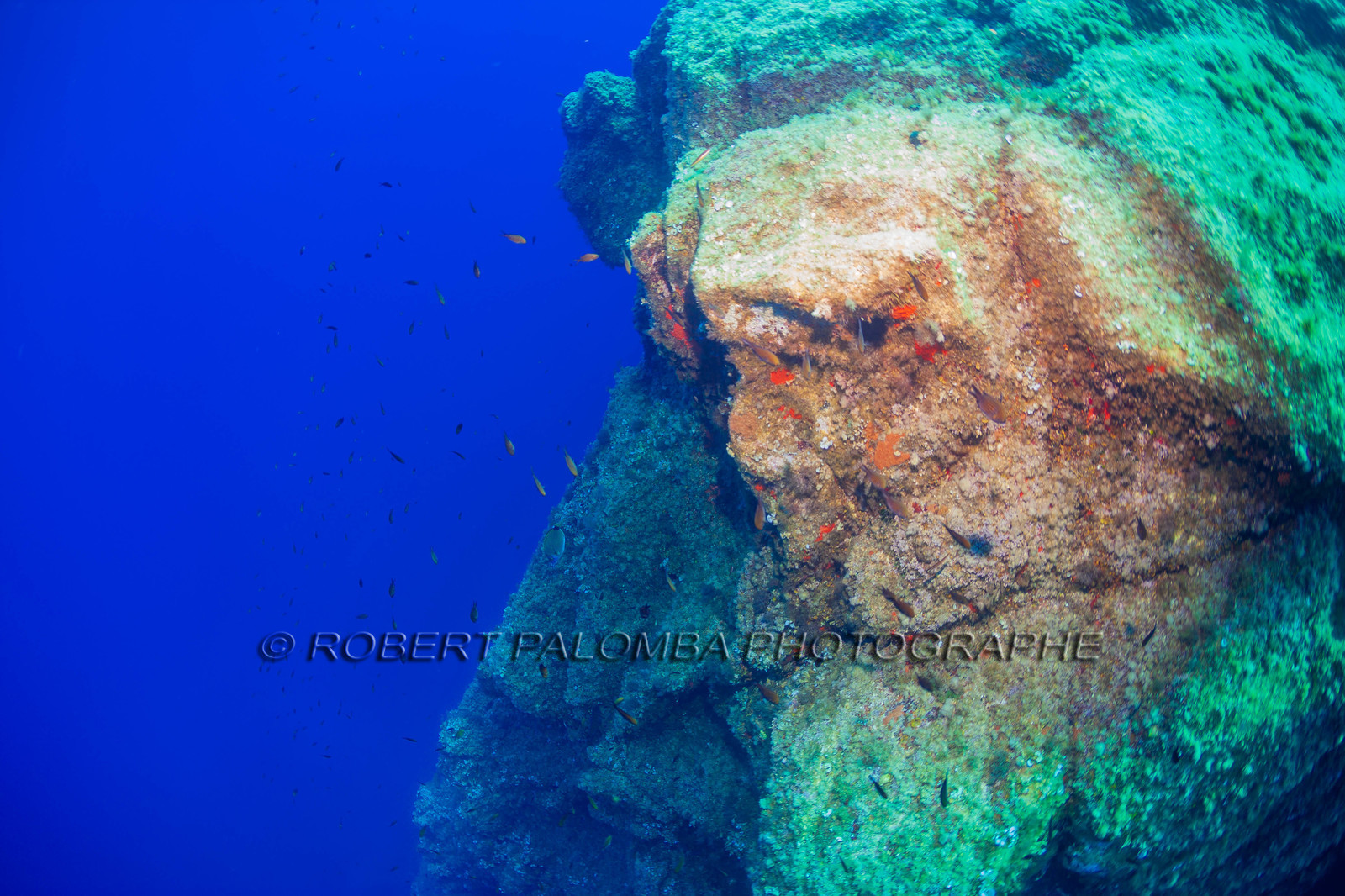 Plongée-sous-marine