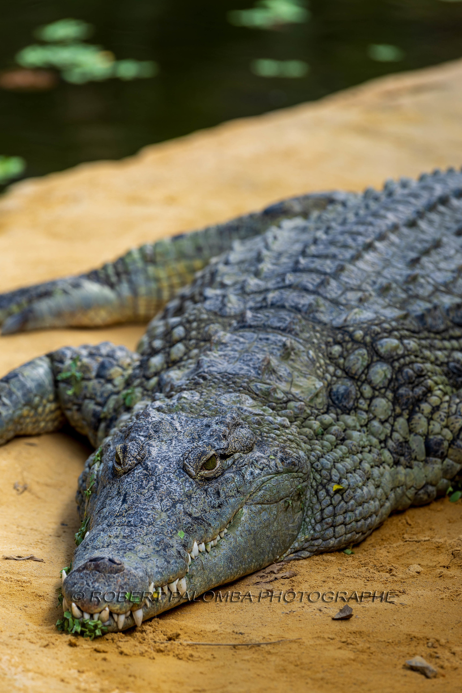 La Ferme aux crocodiles