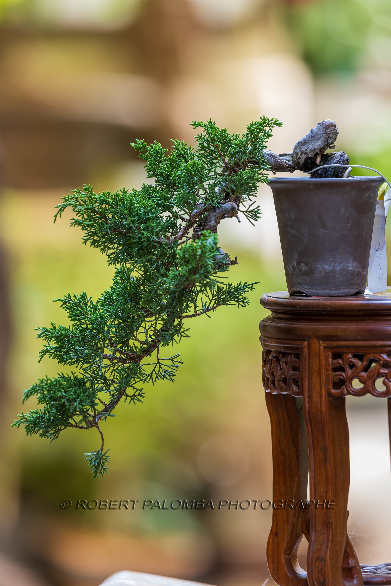 Alpes-Maritimes (06) Nice, Bonsaï,