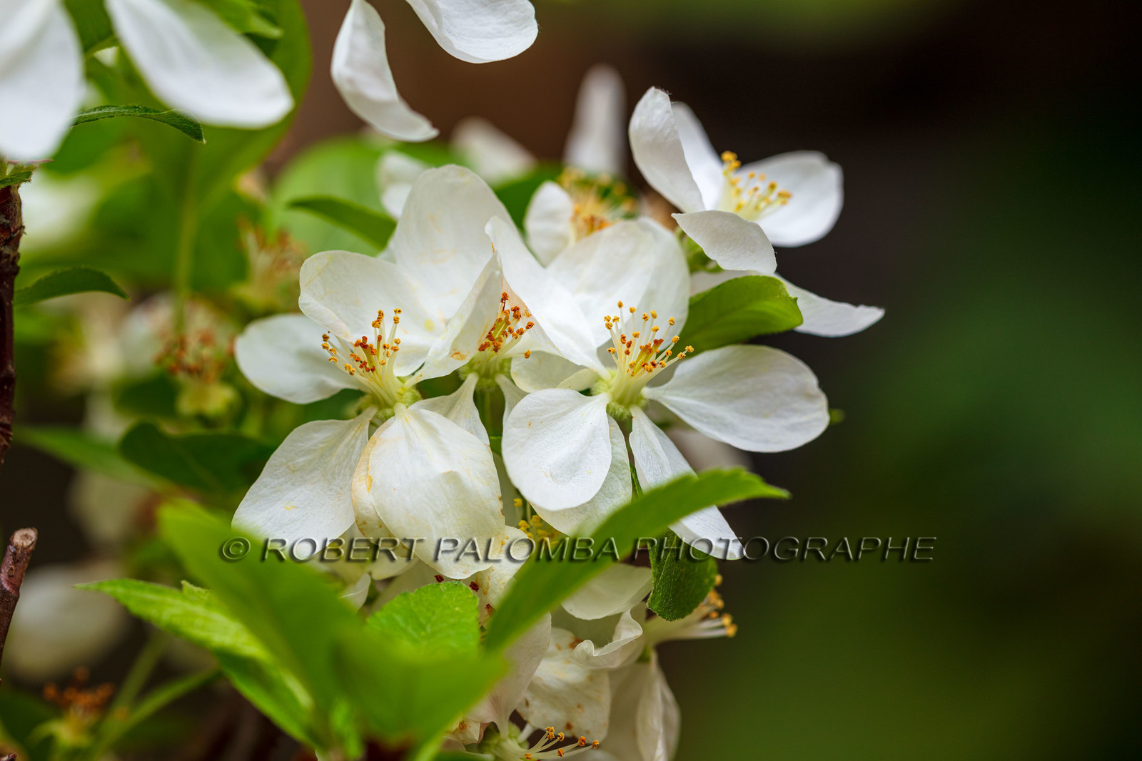 Flore