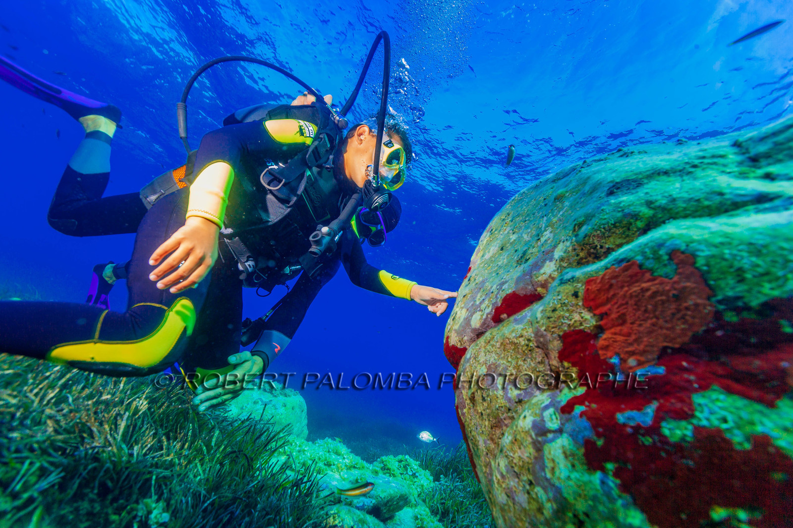 Plongée-sous-marine