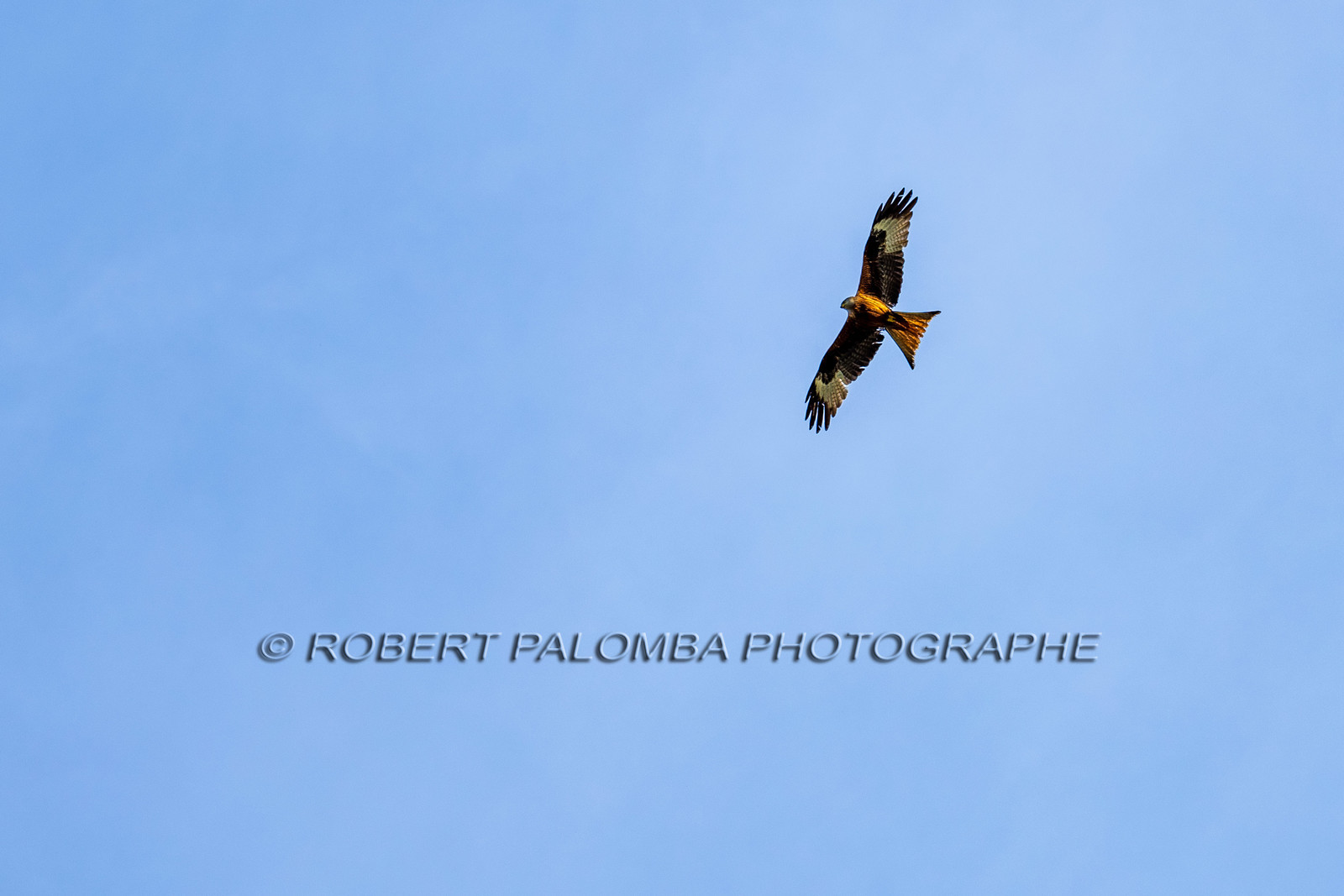 Oiseaux