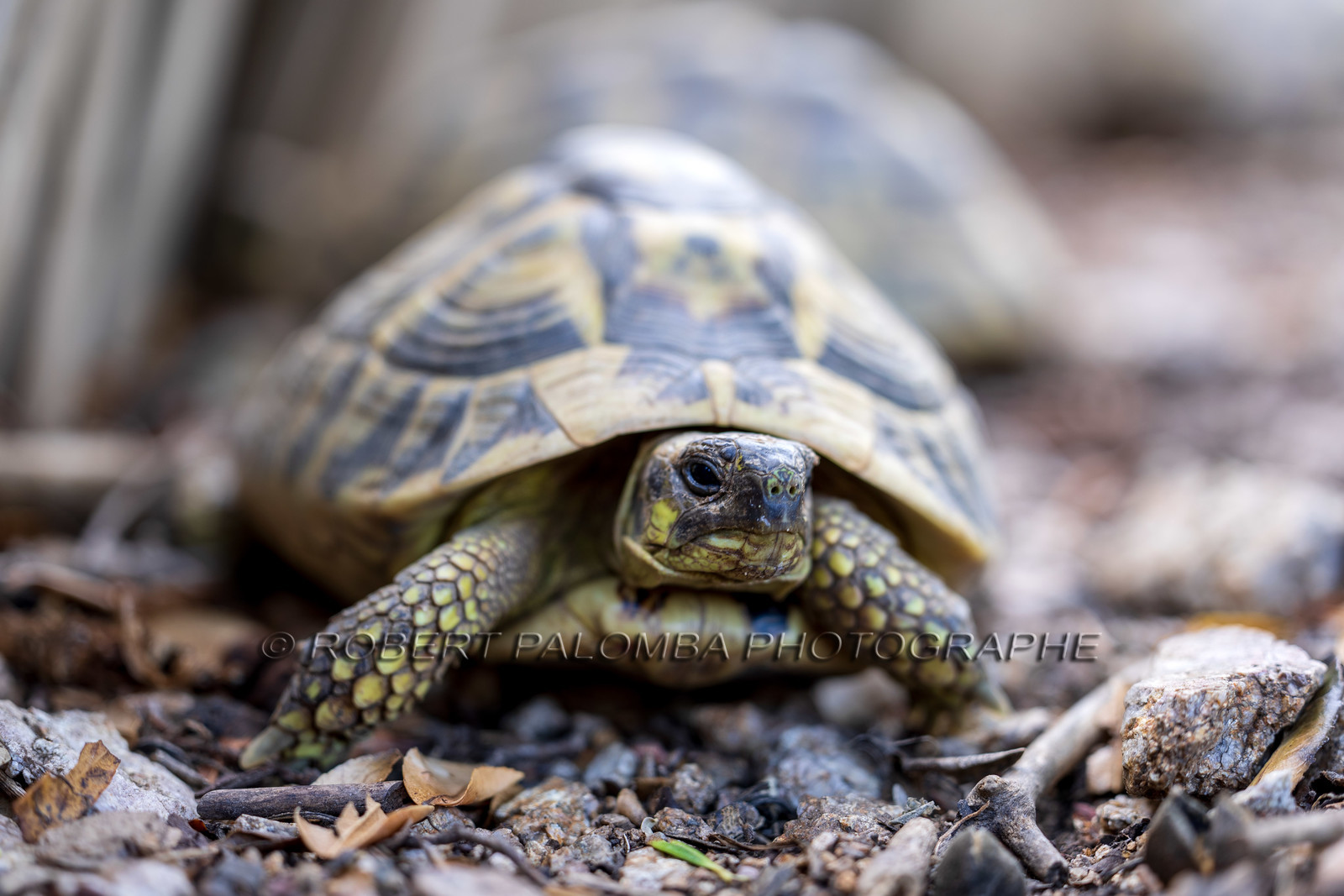 Tortue d'Hermann
