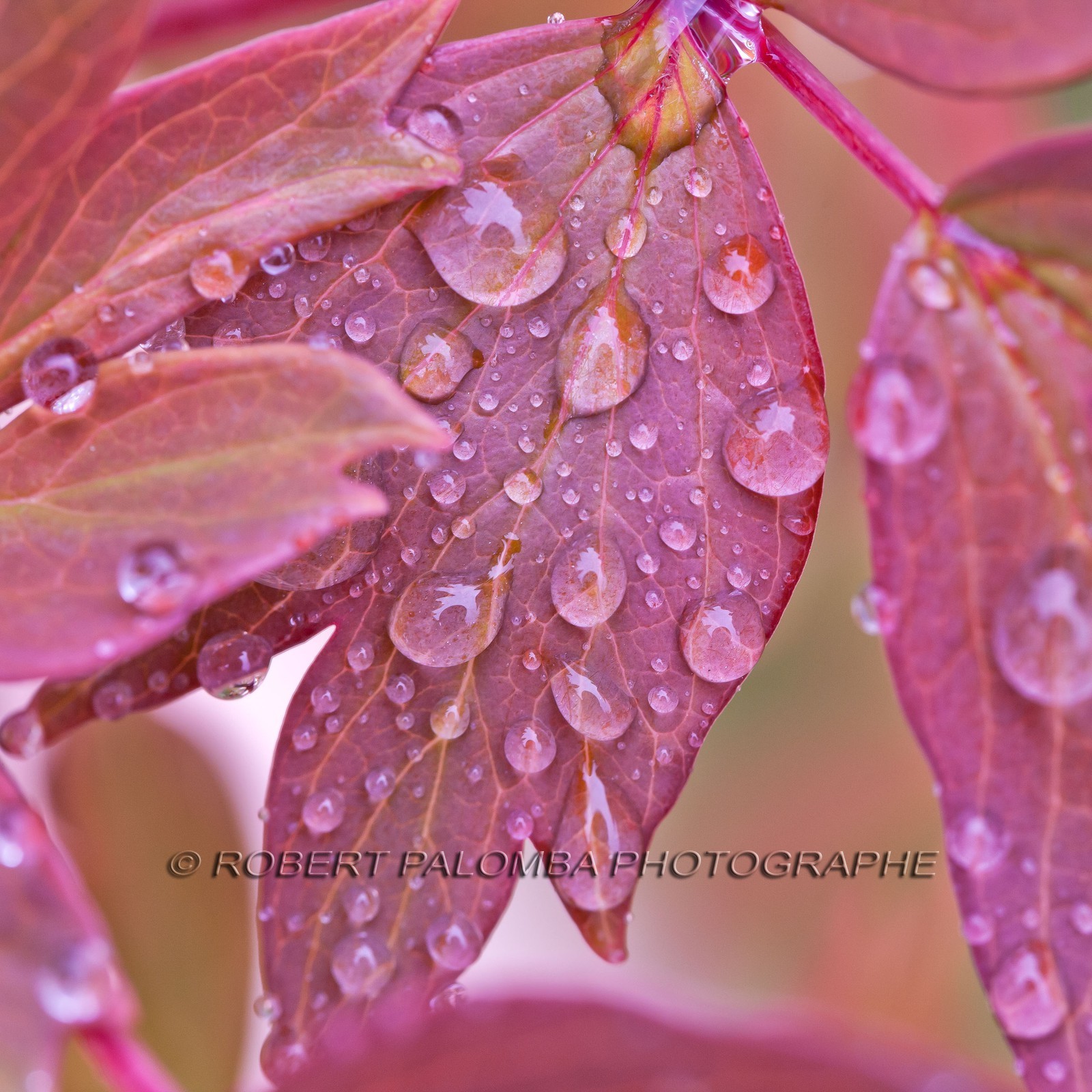 Pivoine, Paeonia Pivoine, Paeonia