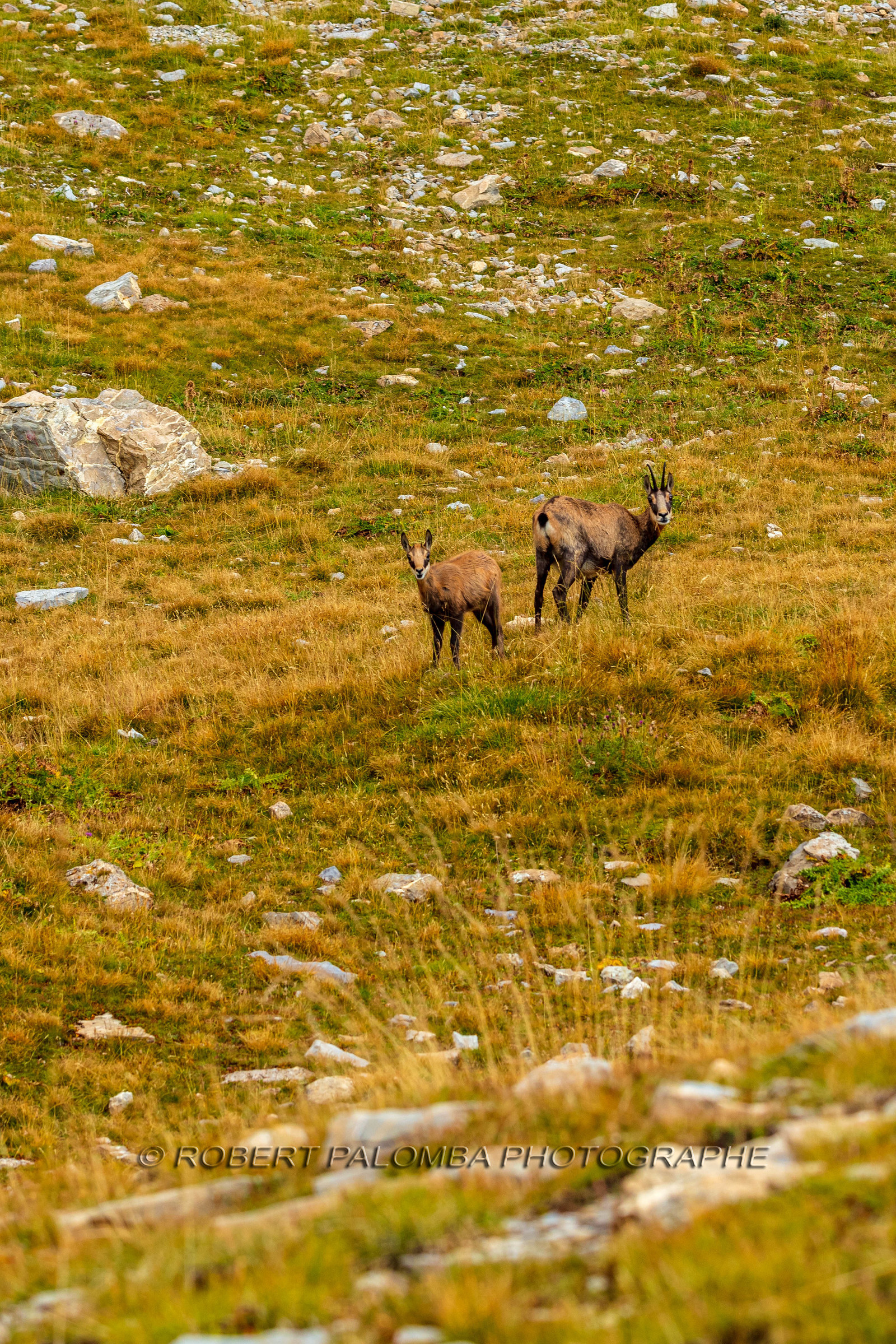Mont Pelat