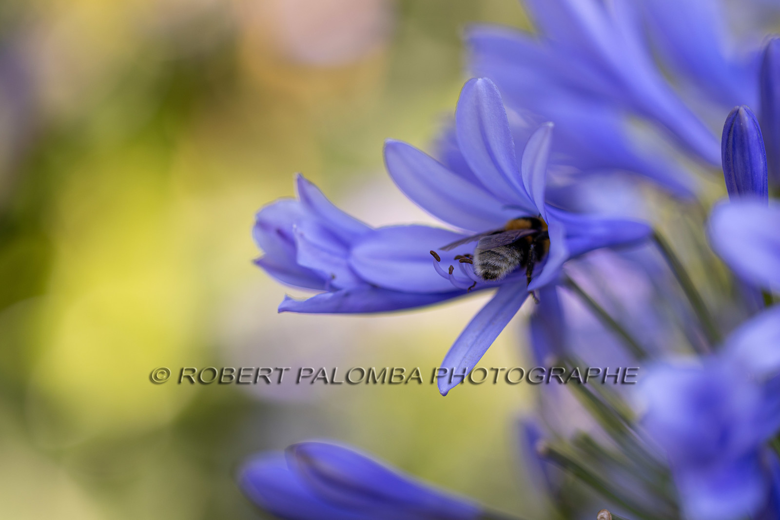 Flore