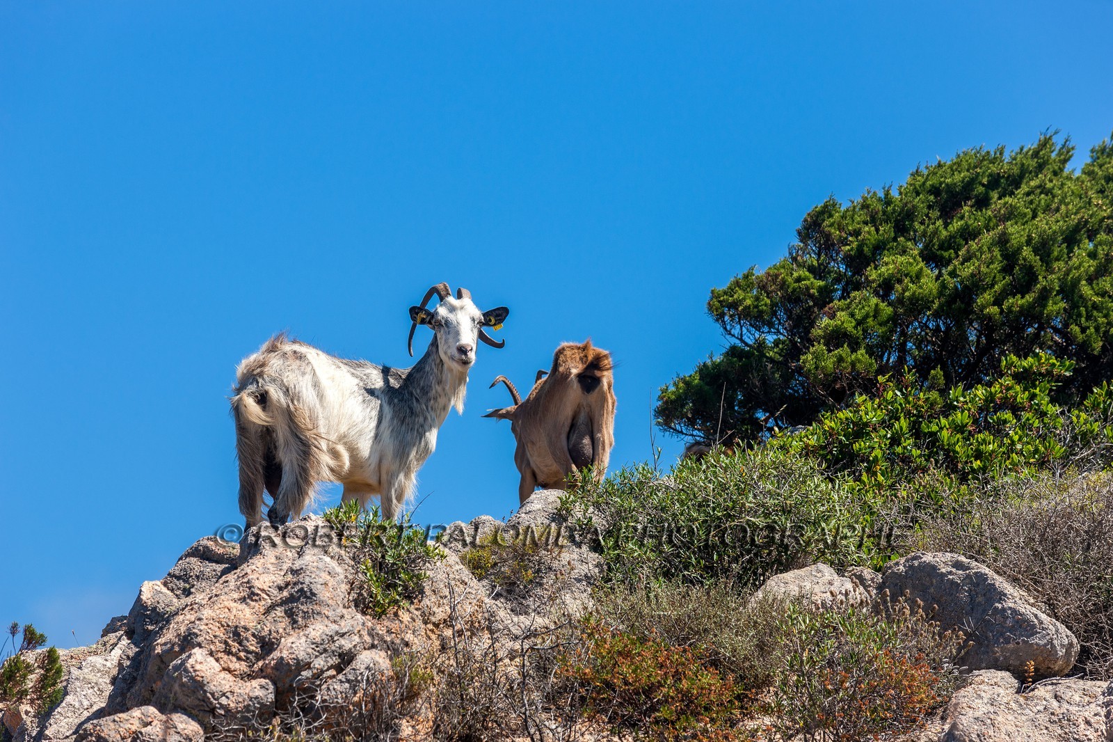 Chèvre corse