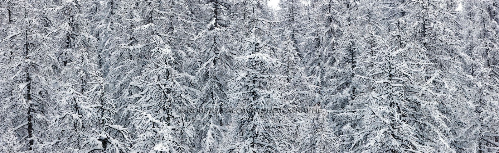 Forêt enneigée