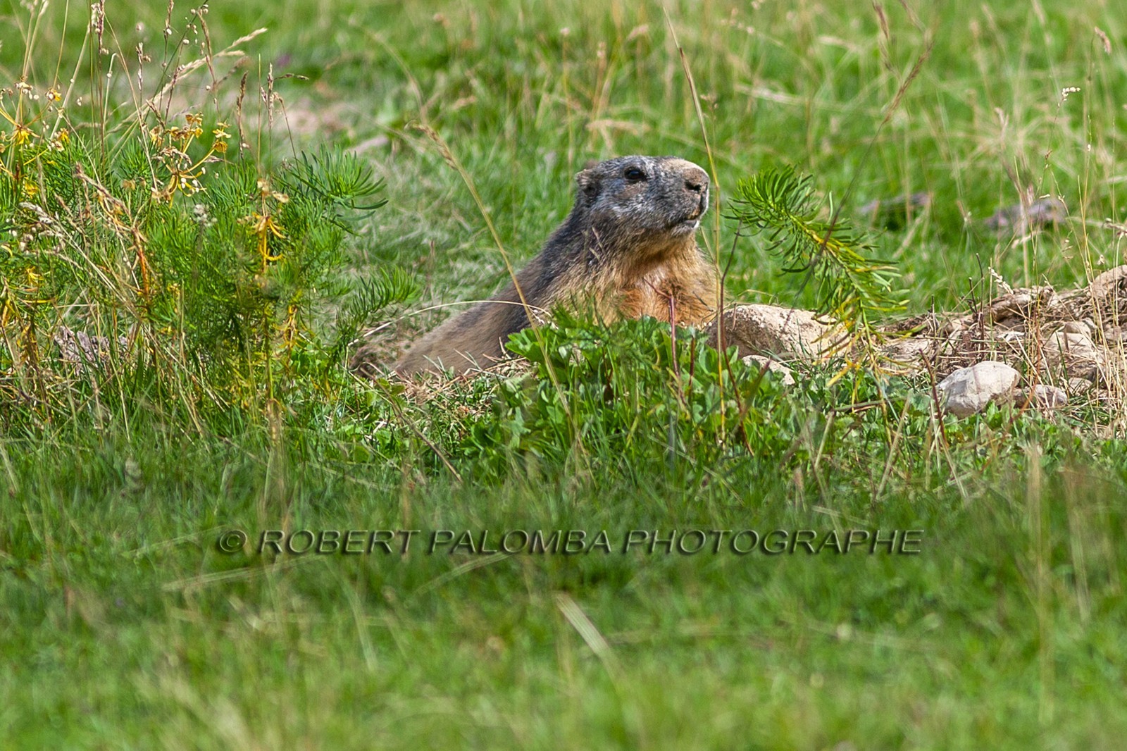 Marmotte, Marmota