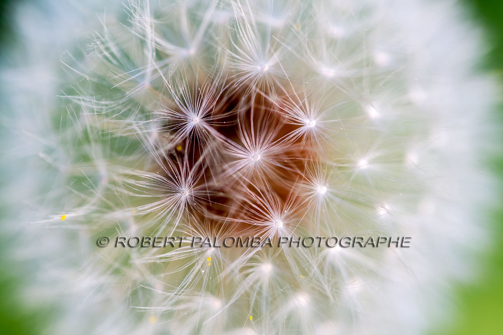 Pissenlit dit Taraxacum Pissenlit dit Taraxacum